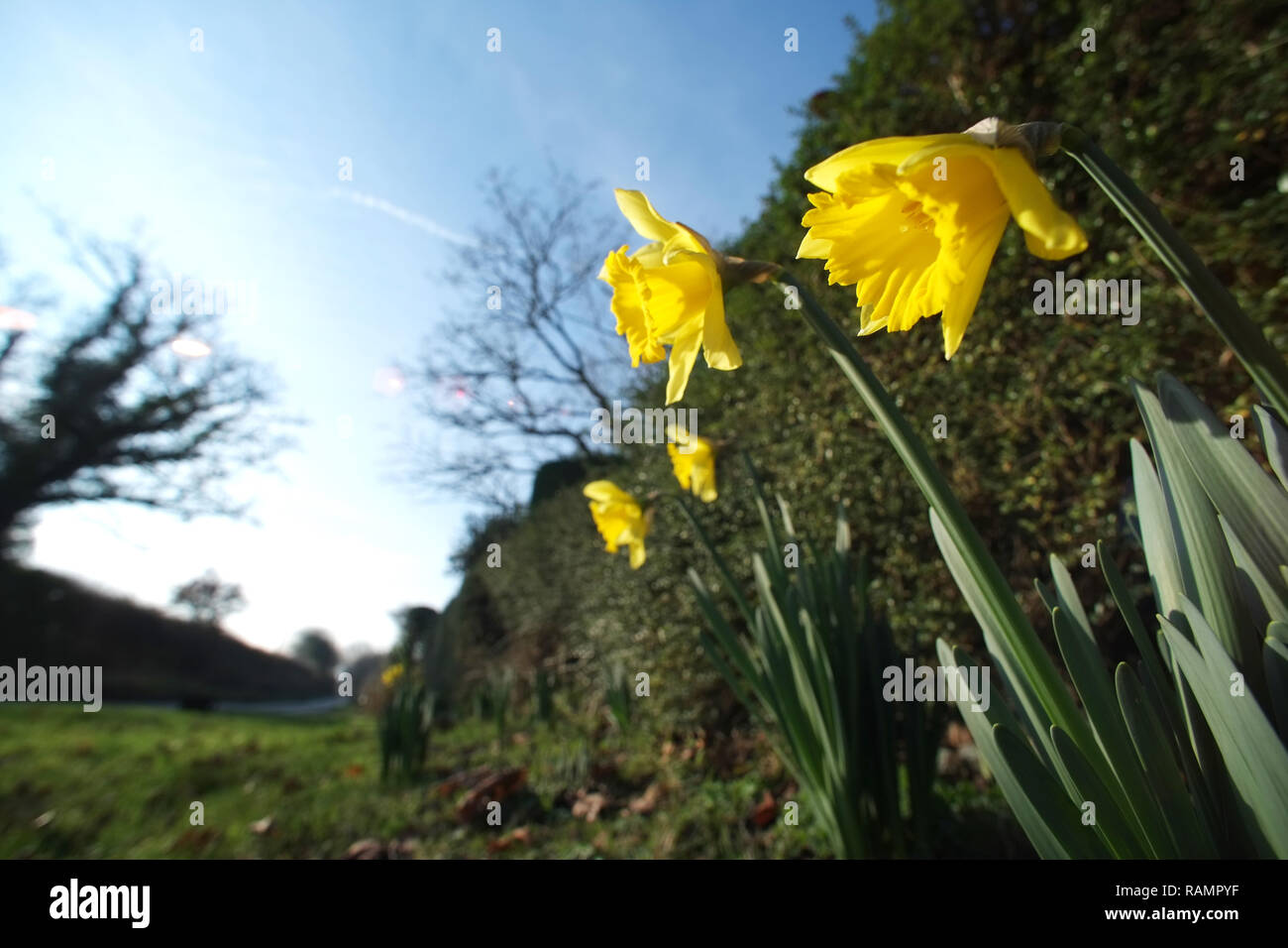 Daffodils sun hires stock photography and images Alamy