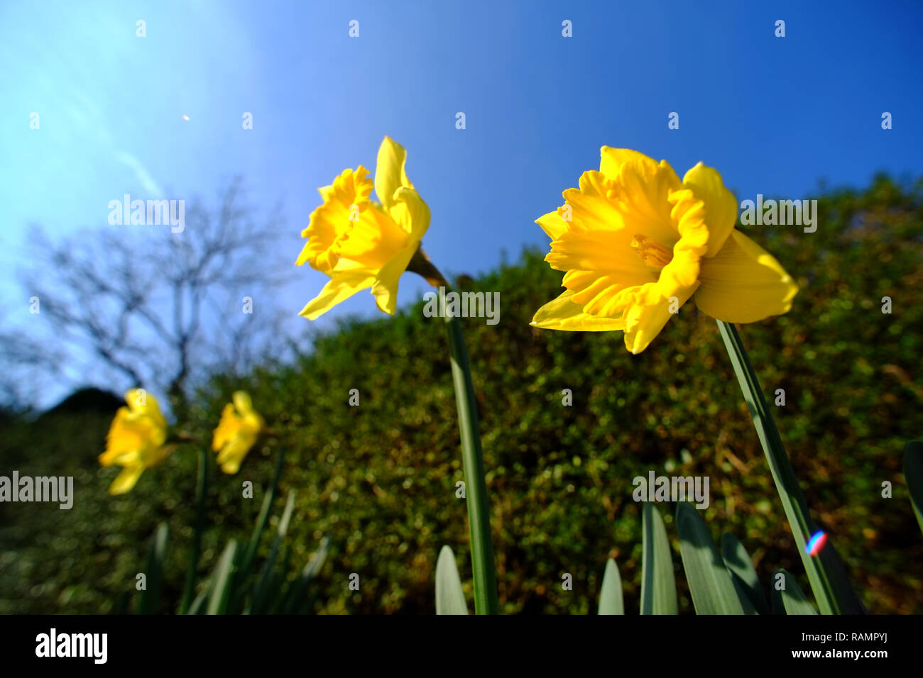 Laughton, East Sussex, UK. 4th January 2019. Early daffodils give a