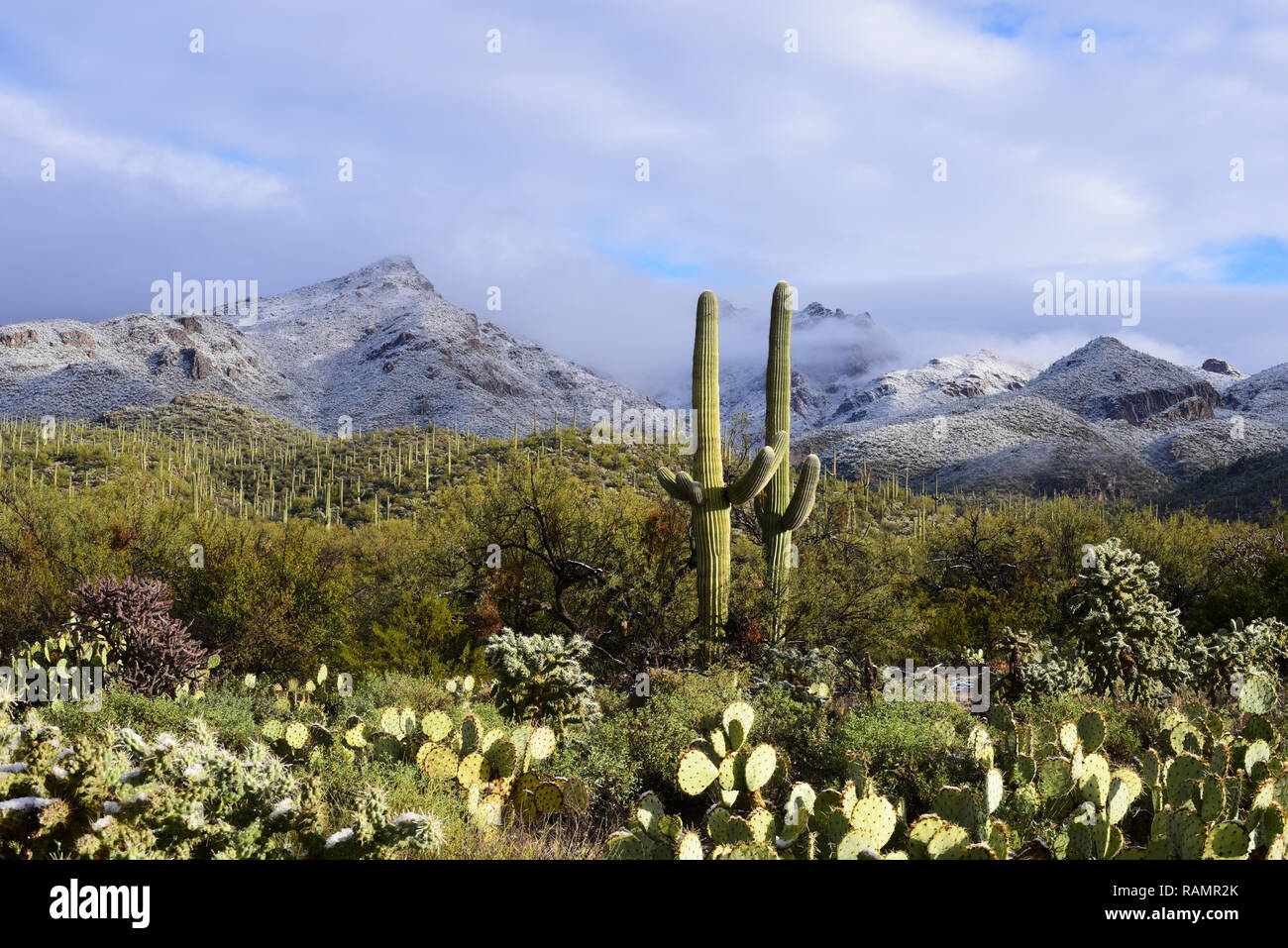 Tucson, Arizona, USA, 01 January, 2019; Snow blankets Sabino Canyon in the Sonoran Desert, Tucson, Arizona, USA, on January 1, 2019. Credit: Norma Jean Gargasz/Alamy Live News Stock Photo