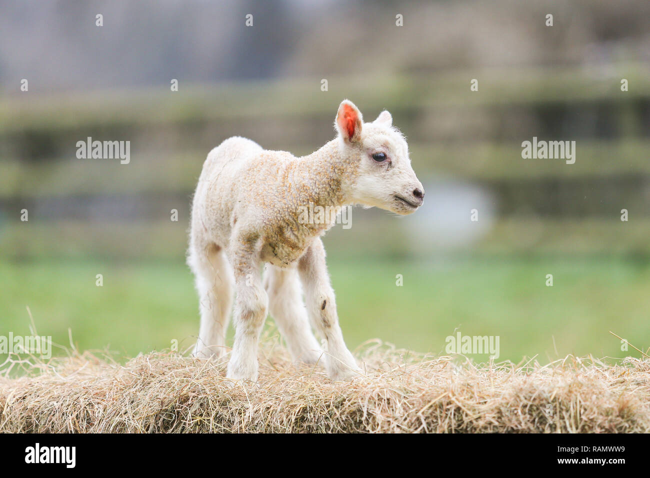 Arley, Worcestershire, UK. 4th Jan, 2019. A day-old lamb on a farm near Arley, Worcestershire. Even though it is still winter and the traditional lambing season begins in April in the UK, these early lambs are the result of purposely leaving the tup, or ram, in with his ewes, producing new year lambs. Credit: Peter Lopeman/Alamy Live News Stock Photo