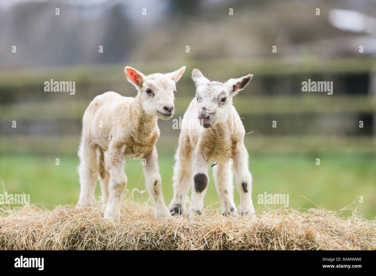 Arley, Worcestershire, UK. 4th Jan, 2019. Two one day-old lambs on a farm near Arley, Worcestershire. Even though it is still winter and the traditional lambing season begins in April in the UK, these early lambs are the result of purposely leaving the tup, or ram, in with his ewes, producing new year lambs. Credit: Peter Lopeman/Alamy Live News Stock Photo