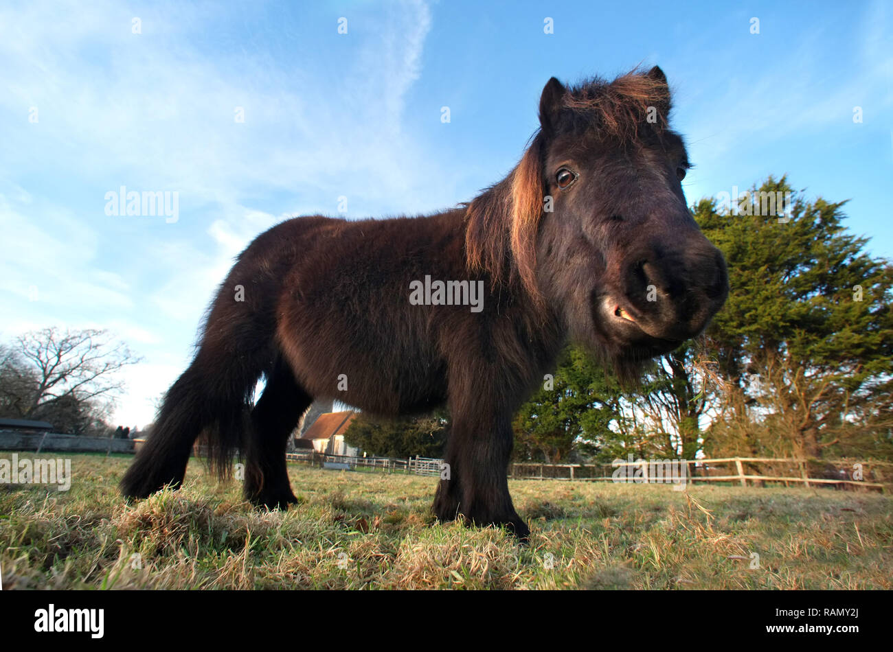 Ripe, East Sussex, UK. 4th Jan 2019. UK Weather: Miniature Shetland ponies enjoying the sunshine at the end of a cold bright day. Credit: Peter Cripps/Alamy Live News Stock Photo