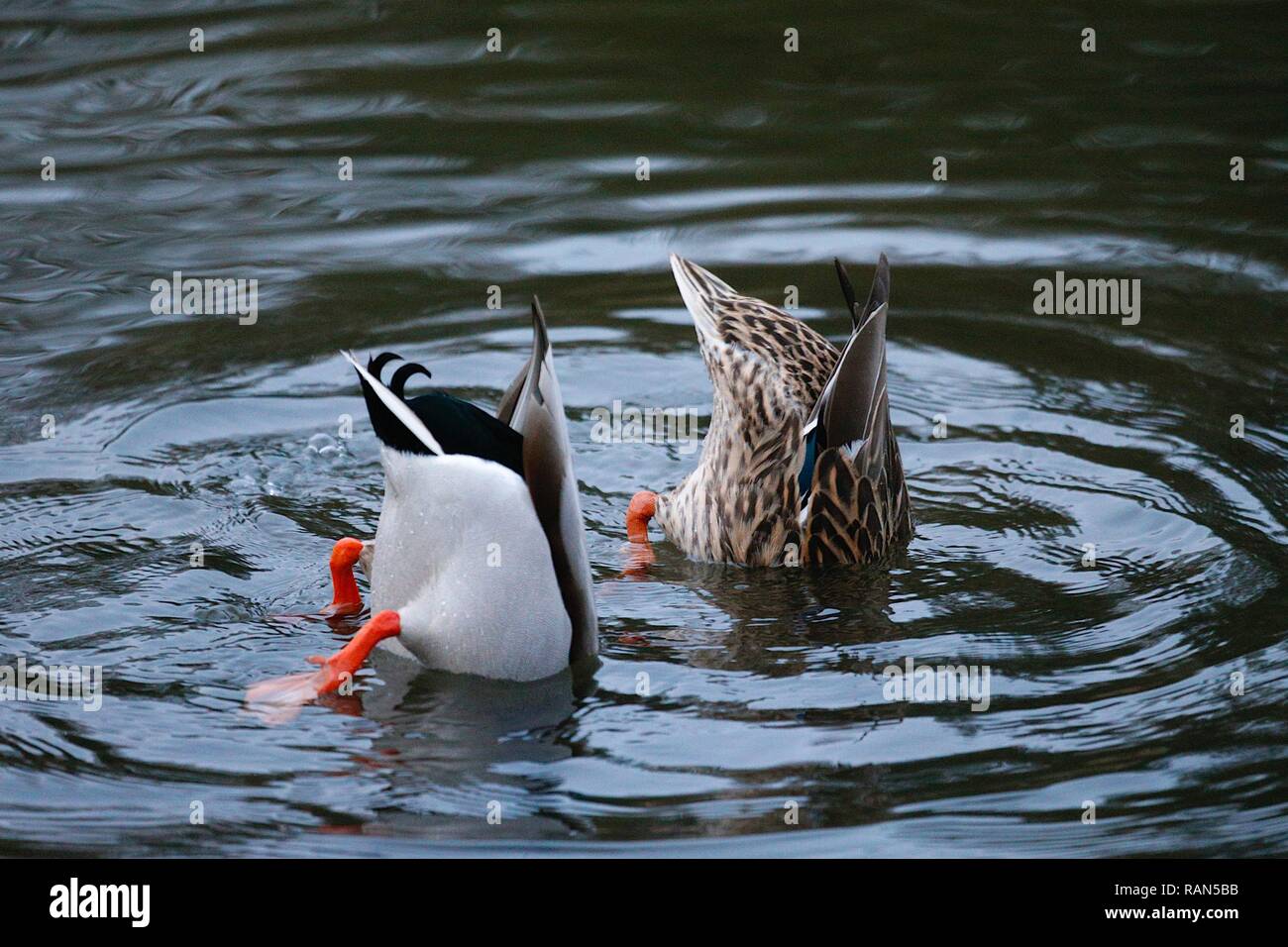 A male and female mallard duck (Anas platyrhynchos) with tails up