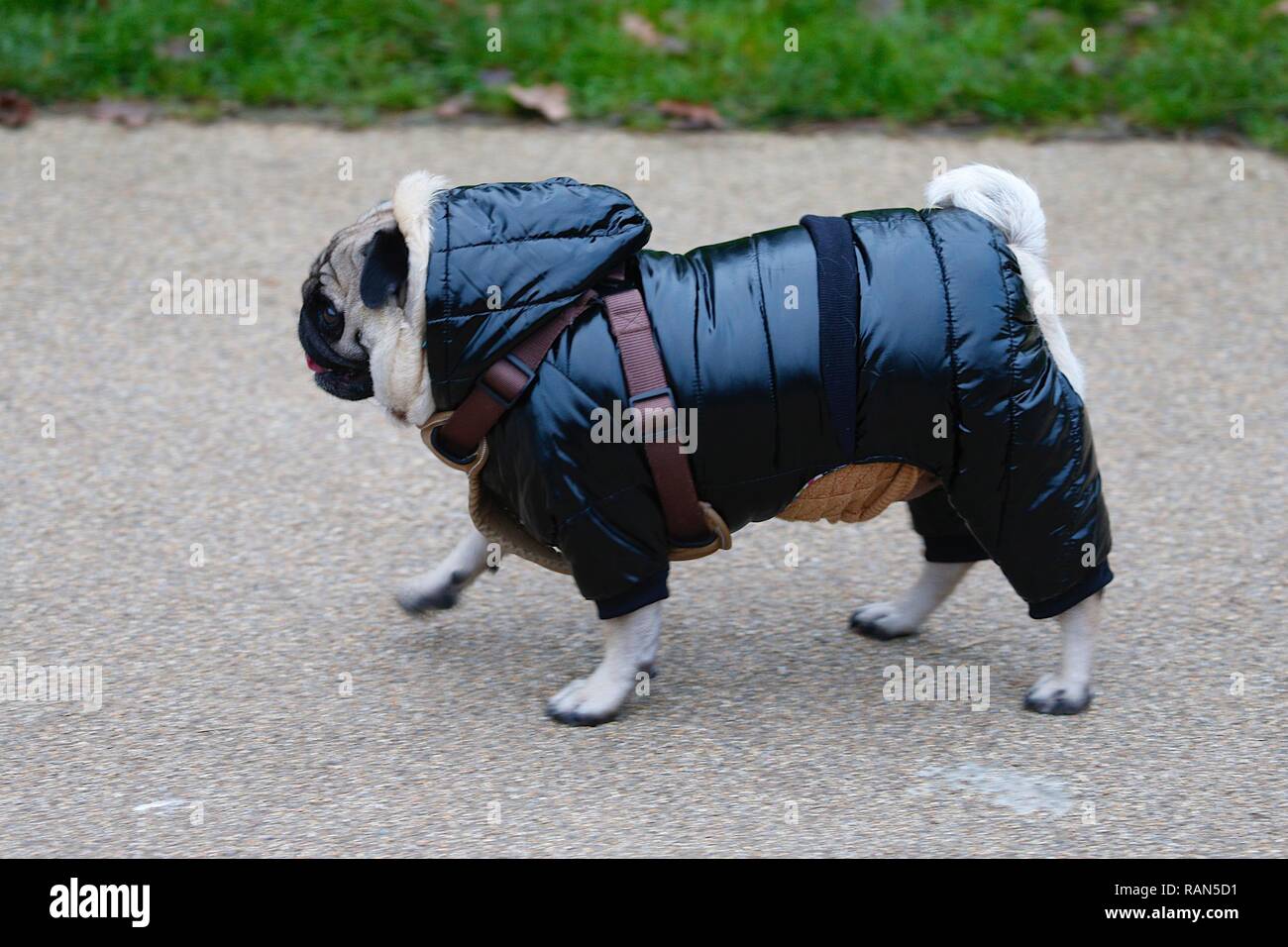 Hastings, East Sussex, UK. 05 Jan, 2019. UK Weather: A chilly start to the morning in Alexandra park in Hastings, East Sussex. This pug dog is wrapped up warm for the cold weather. © Paul Lawrenson 2018, Photo Credit: Paul Lawrenson / Alamy Live News Stock Photo