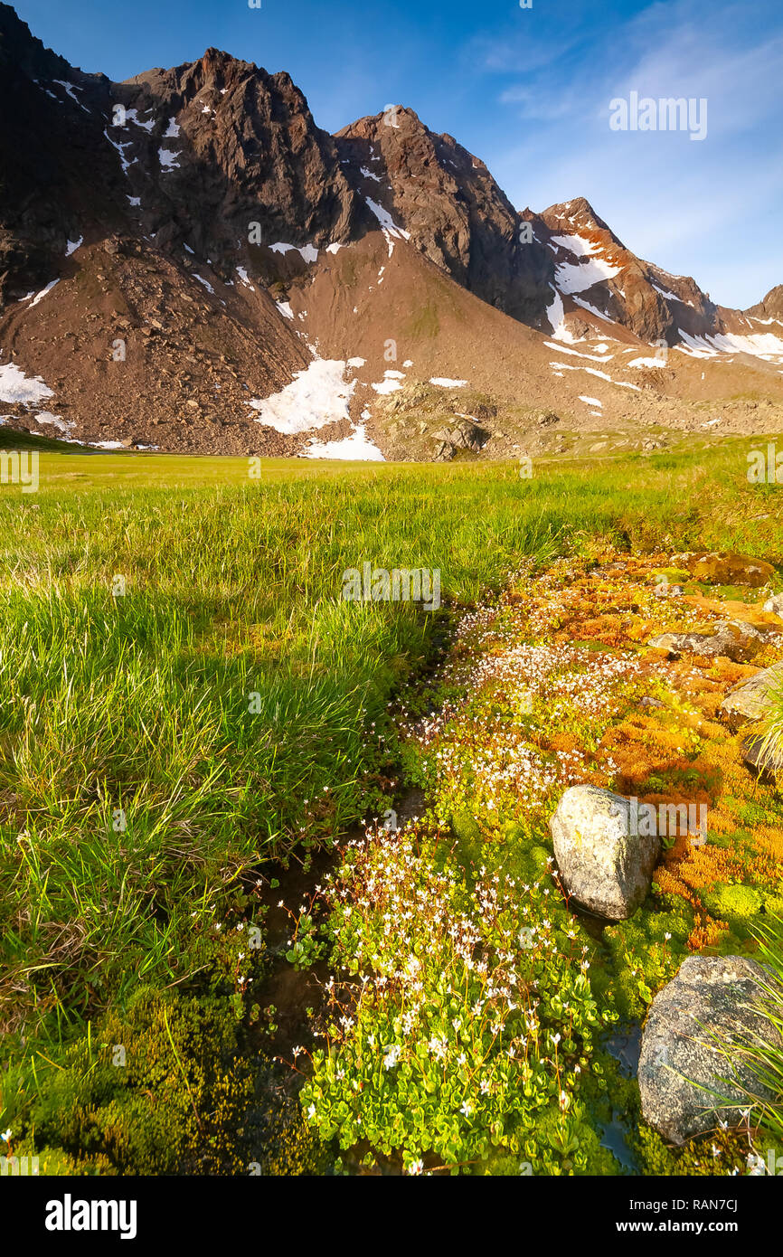 Alpine mountains vegetation in Stubai Tyrol Alps near New Regensburger mountain hut, Austria Stock Photo