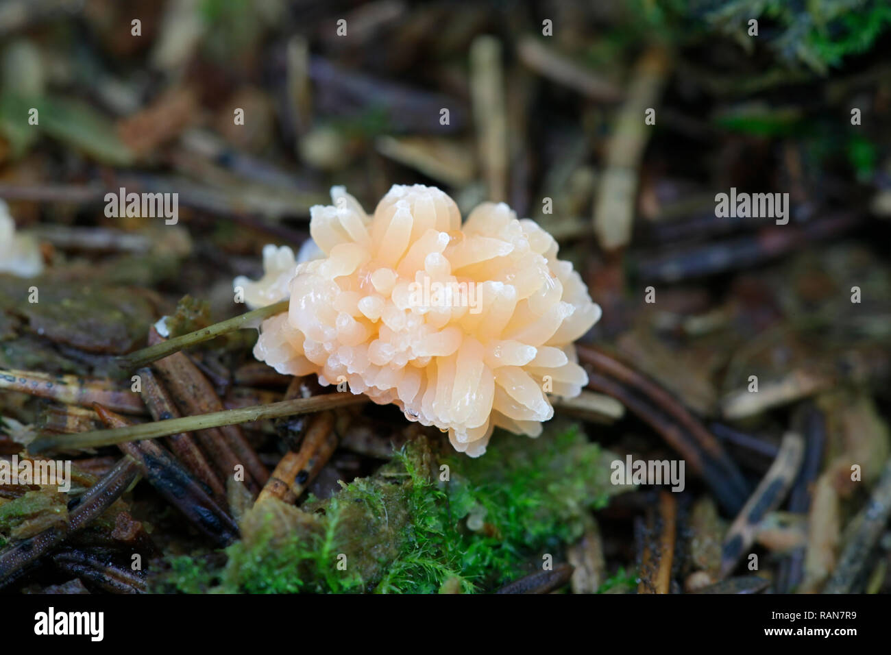 Red raspberry slime mold, Tubifera ferrunginosa Stock Photo