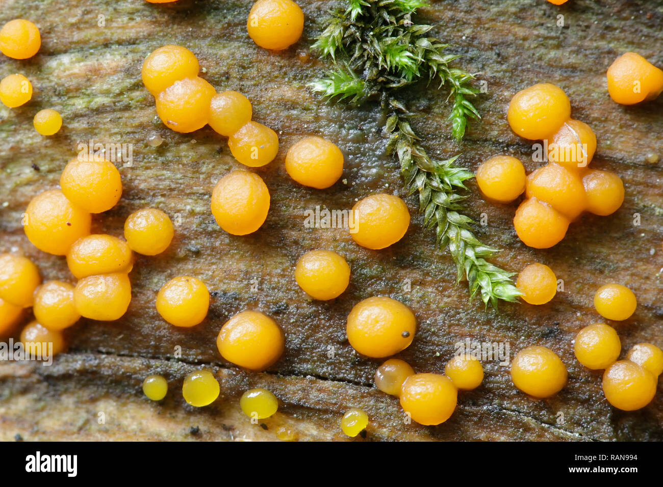 Dacrymyces stillatus, common Jellyspot or jelly spot fungus Stock Photo