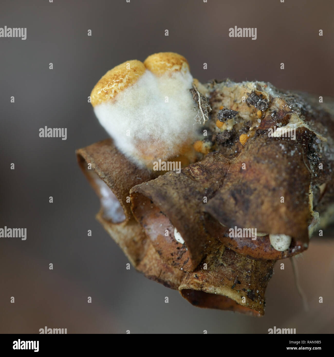 Bird's-nest fungus, Crucibulum laeve, new and old growth Stock Photo