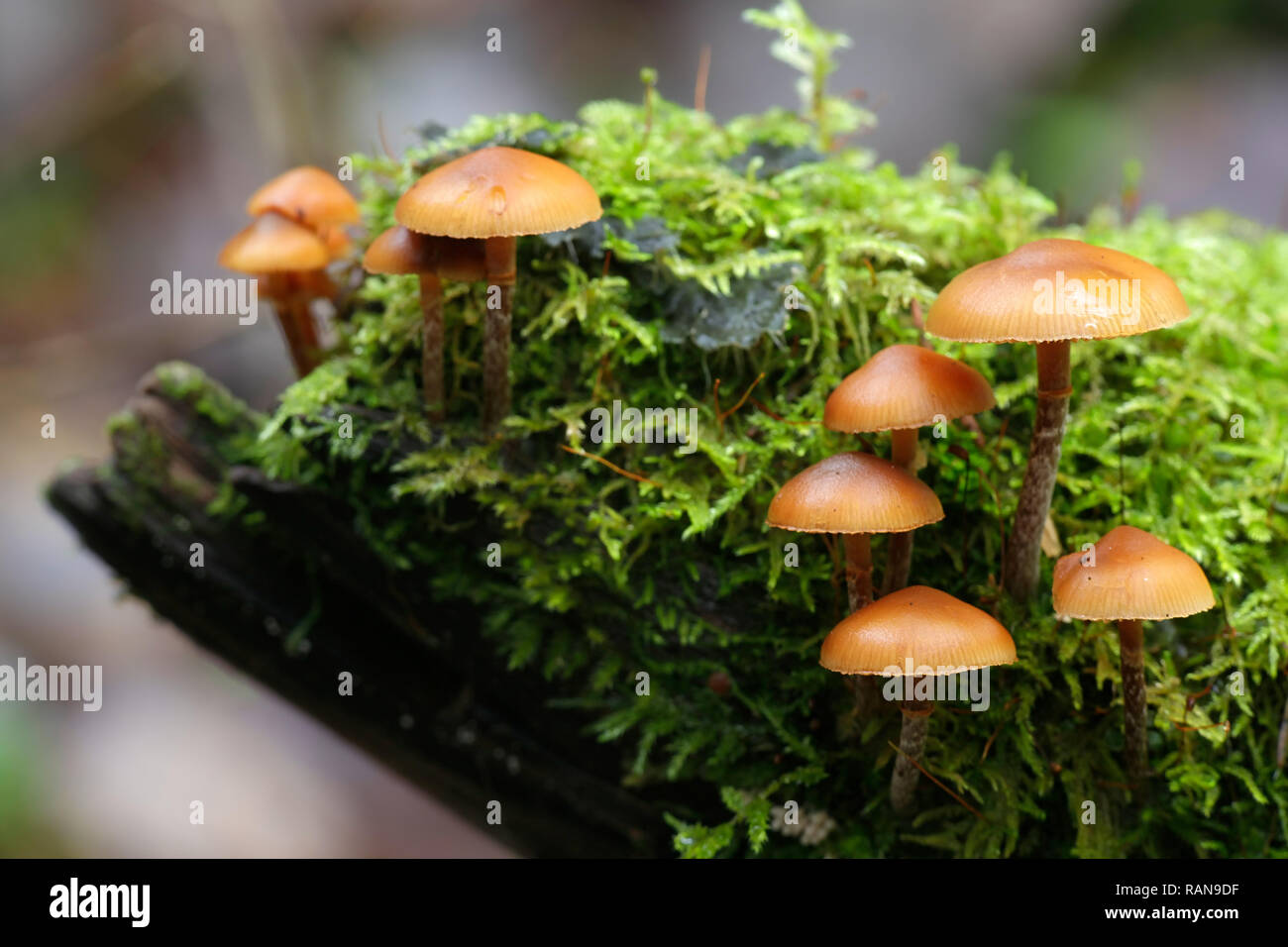 Funeral bell, Galerina marginata, a deadly poisonous wild mushroom