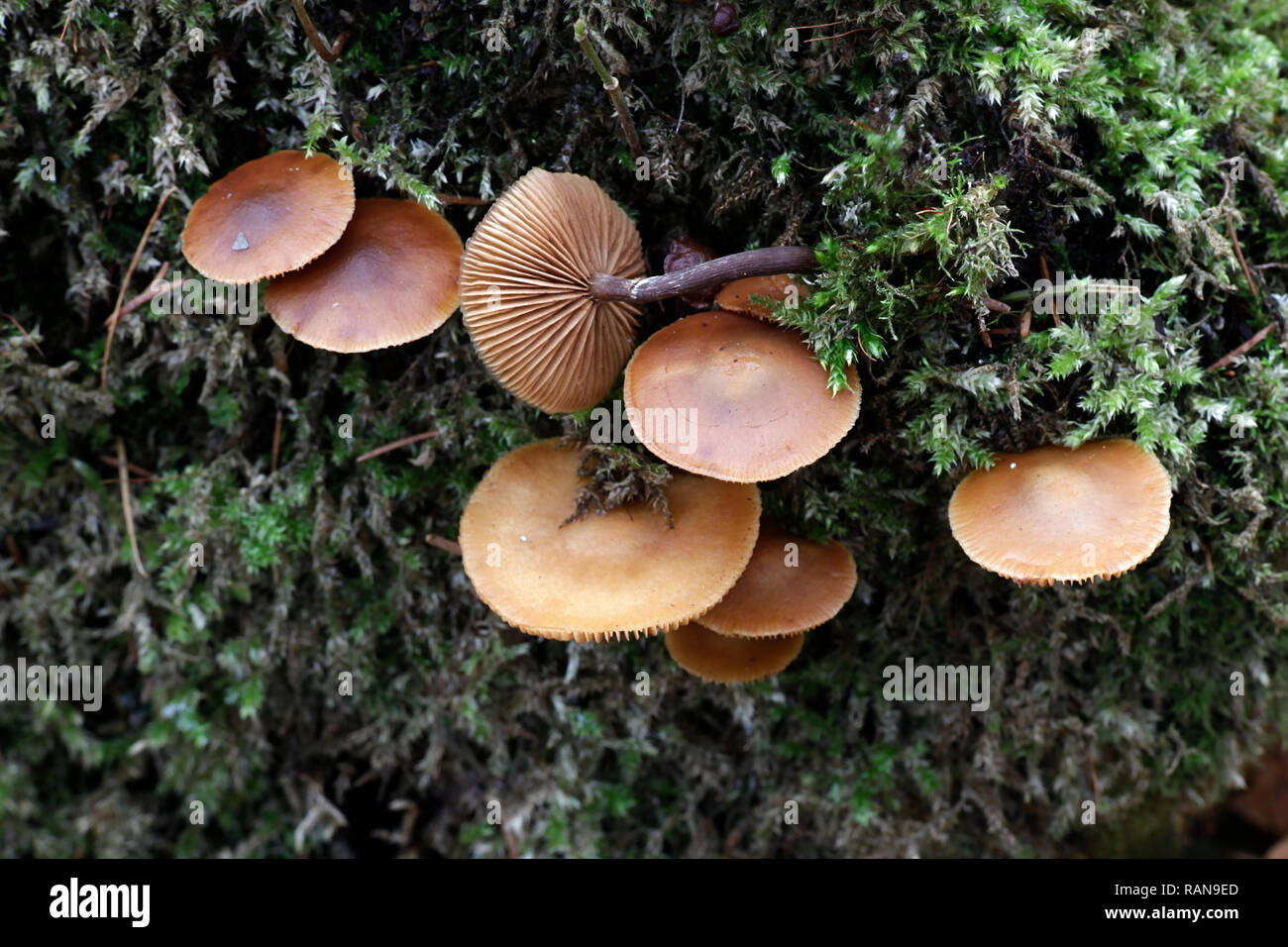 Funeral bell,  Galerina marginata, a deadly poisonous wild mushroom Stock Photo