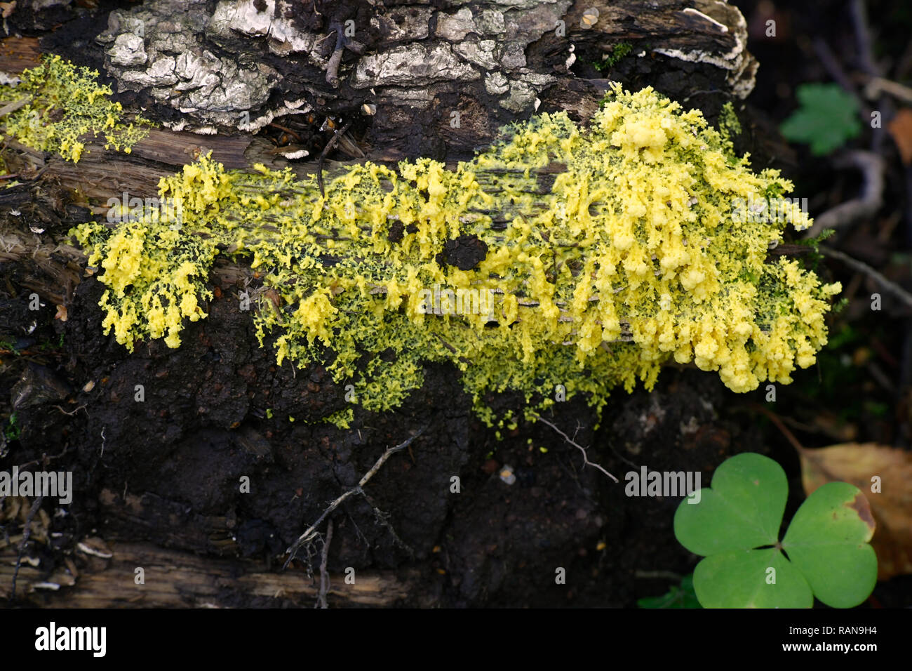 Fuligo septica is a species of plasmodial slime mold, commonly known as the scrambled egg slime, flowers of tan, or dog vomit slime mold Stock Photo