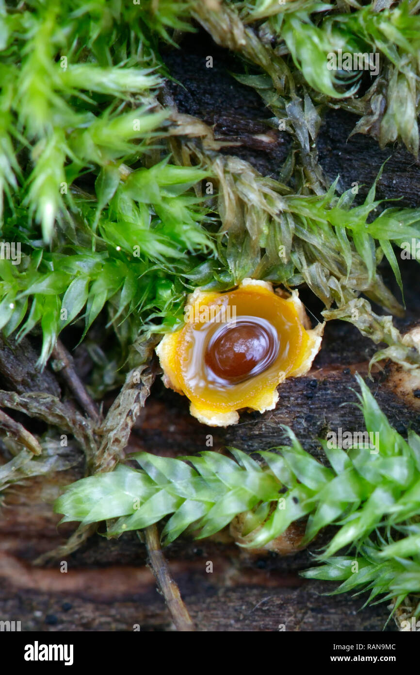 Sphaerobolus stellatus, commonly known as the shotgun fungus or cannonball fungus Stock Photo