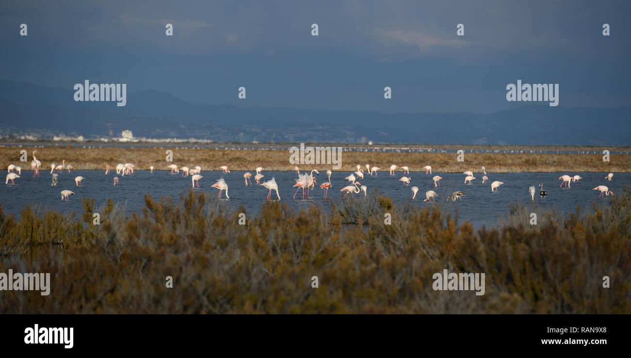 Flamingos, Phoenicopteridae, salt lake Limassol, Cyprus, Flamingos (Phoenicopteridae), Salzsee Limassol, Zypern Stock Photo