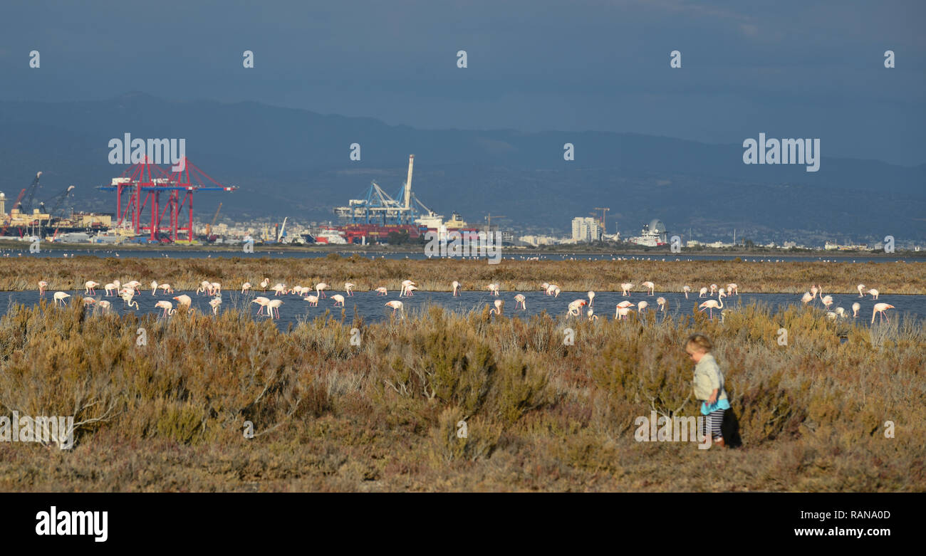 Flamingos, Phoenicopteridae, salt lake Limassol, Cyprus, Flamingos (Phoenicopteridae), Salzsee Limassol, Zypern Stock Photo