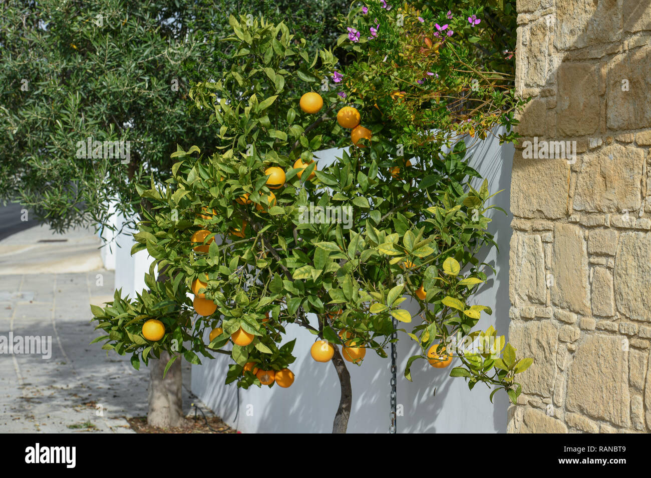 Orange tree, Cyprus, Orangenbaum, Zypern Stock Photo