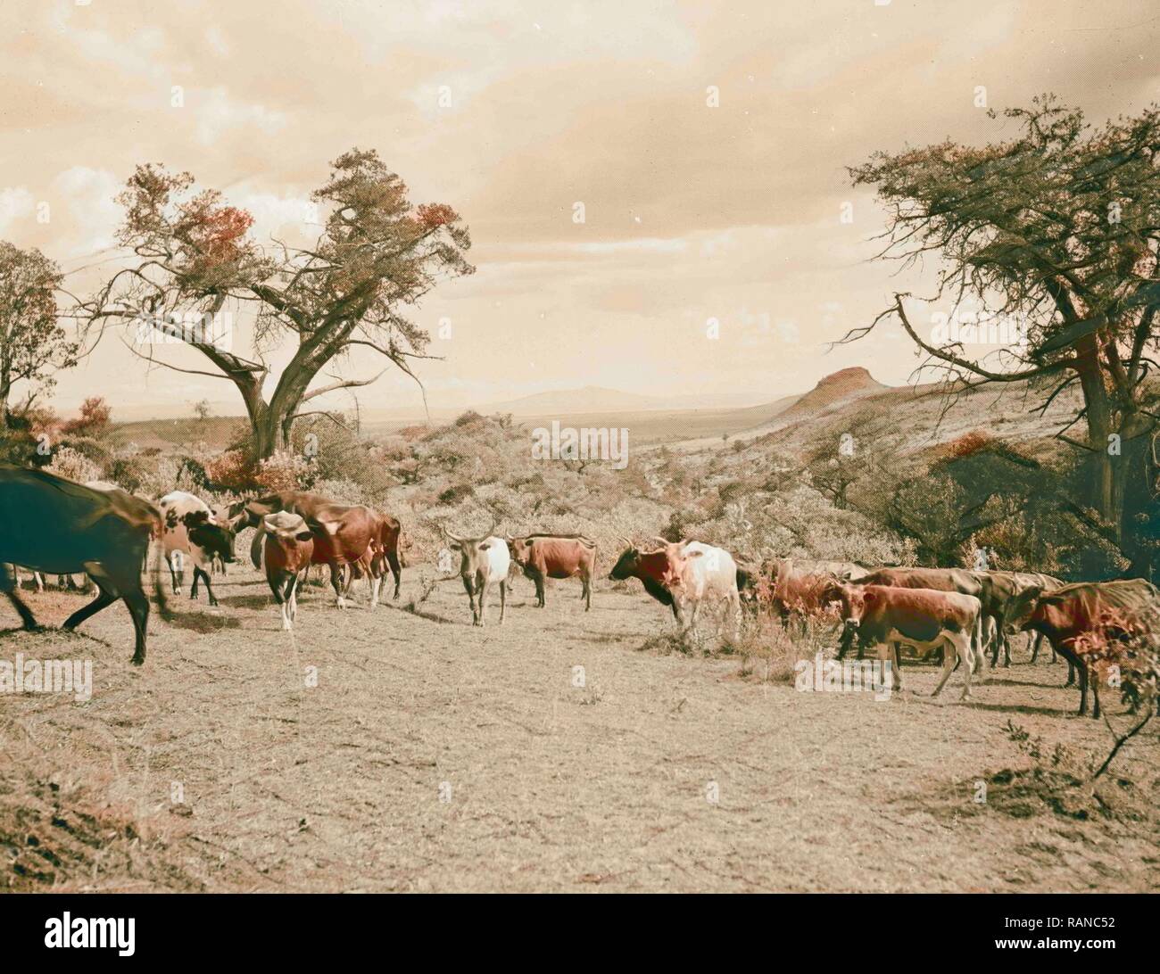 Kenya Colony. Rift Valley and en route to Nairobi. In the Rift Valley