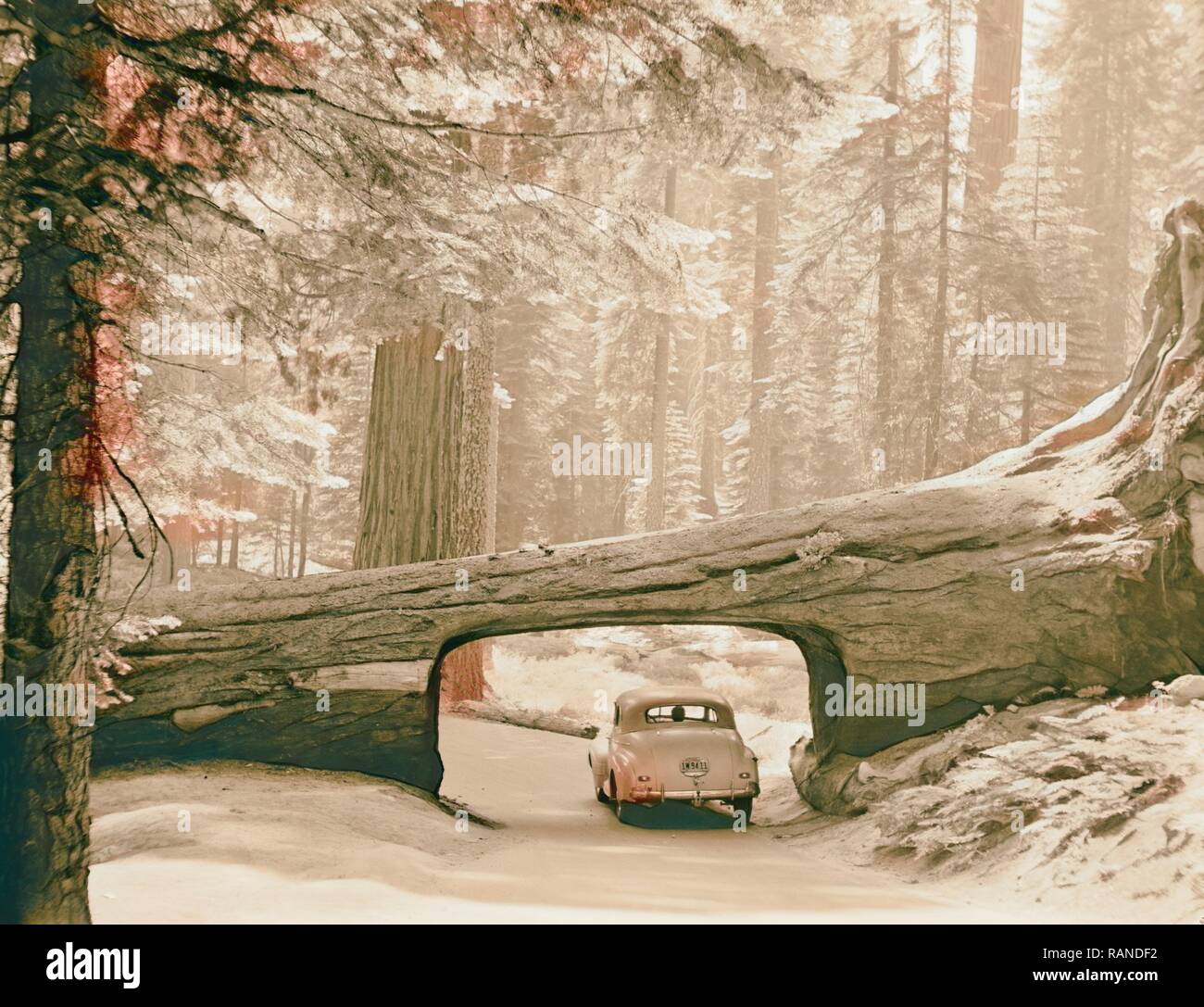 Sequoia National Park, Sept. 1957 The tunnel log. Car driving through passage way cut through side of log. 1957 reimagined Stock Photo