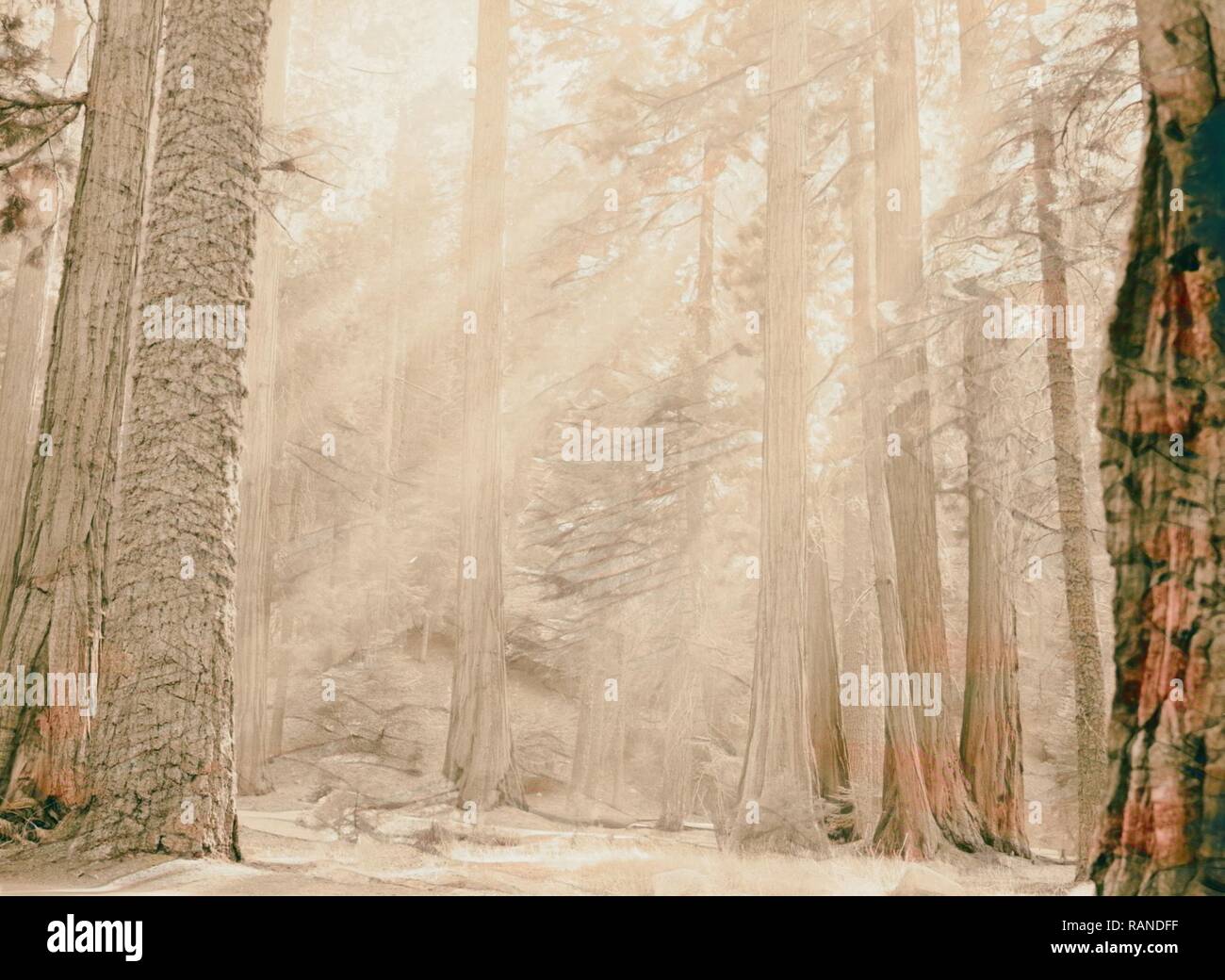 Sun Rays Sequoias Sequoia National Park, Sept. 1957 Sun rays, shafts of sun light ...