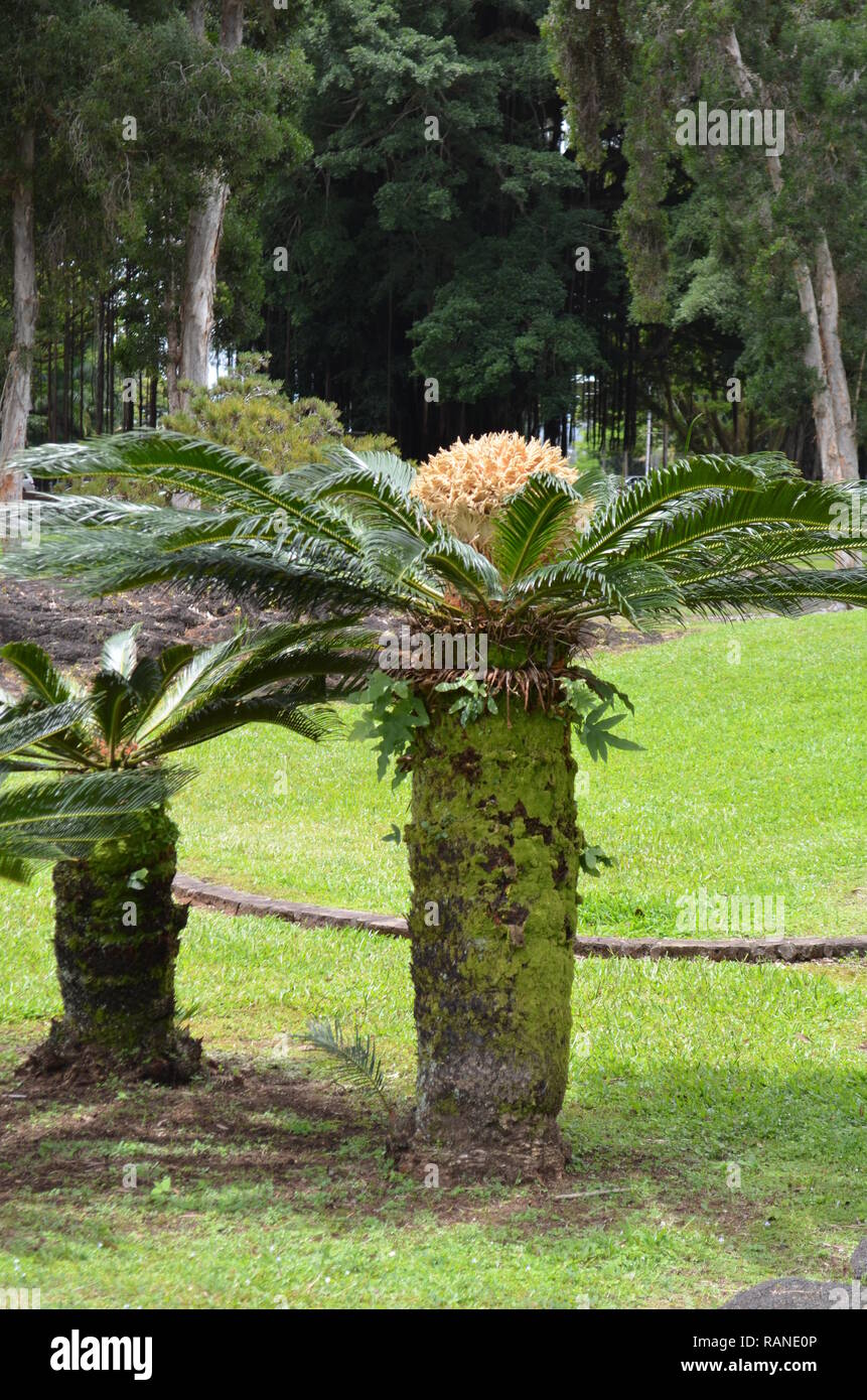 Balanophoraceae in Hawaii Stock Photo