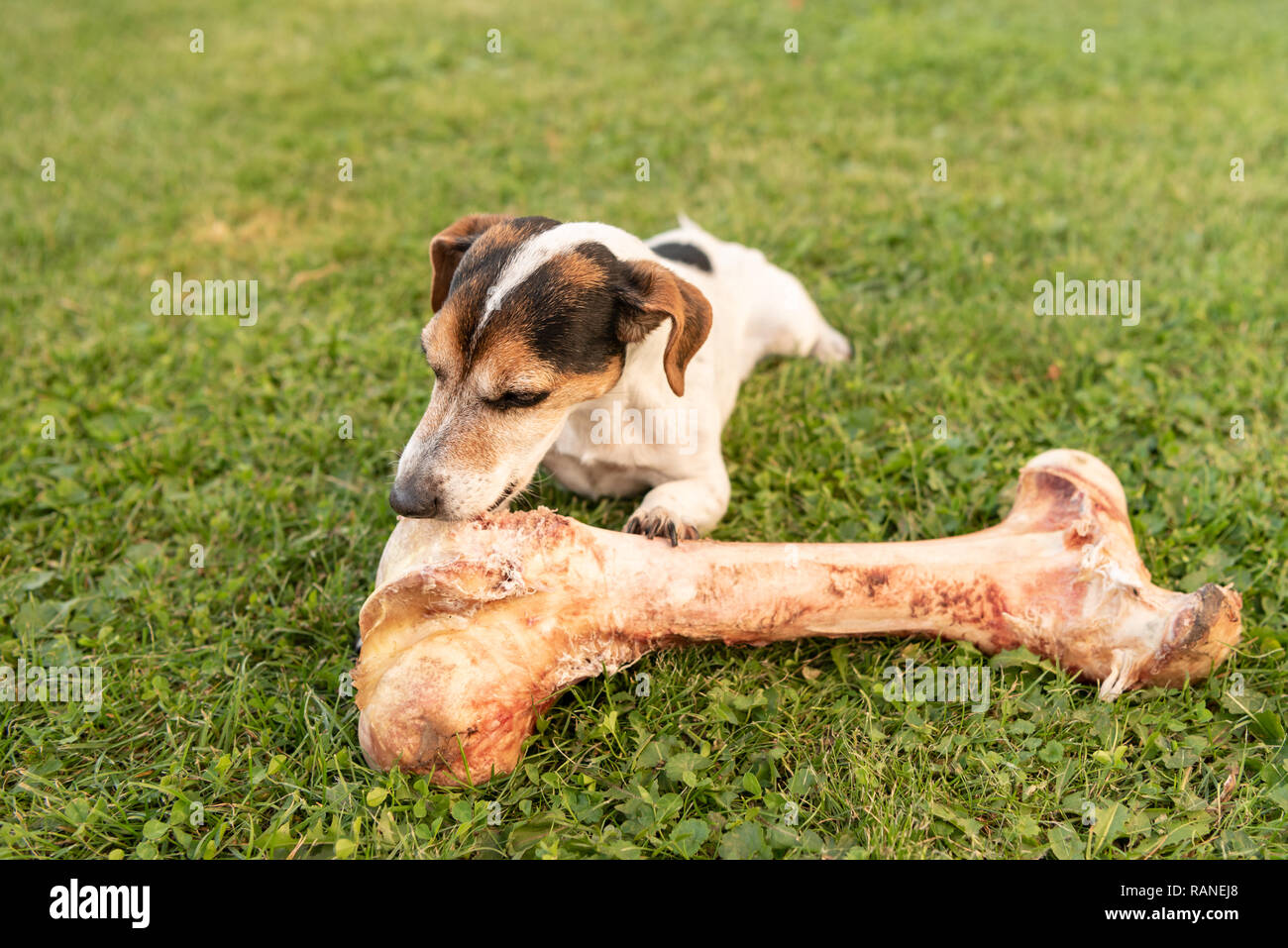 little cute dog eats a huge bone with meat and chew Jack Russell