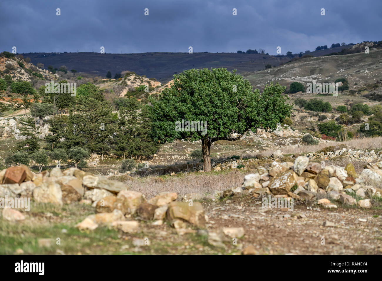 Tree, scenery, Akamas peninsula, Cyprus, Baum, Landschaft, Akamas-Halbinsel, Zypen Stock Photo