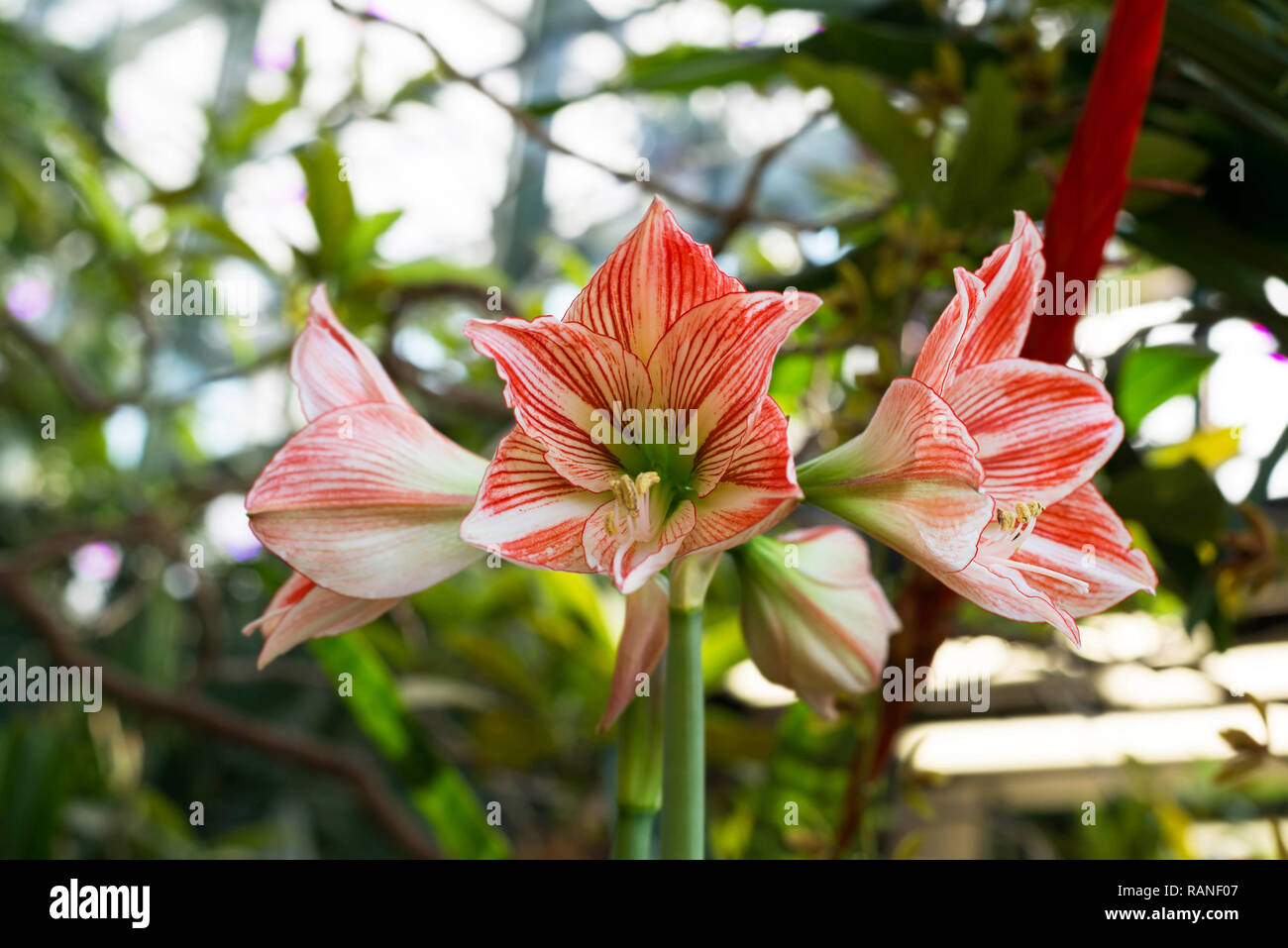 Beautiful large lily flowers in a nature Stock Photo Alamy