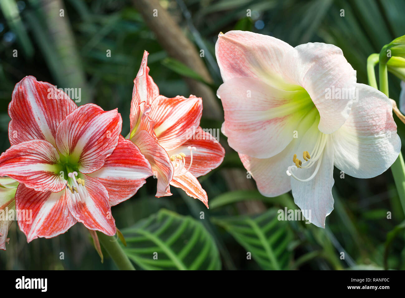 Beautiful large lily flowers in a nature Stock Photo Alamy
