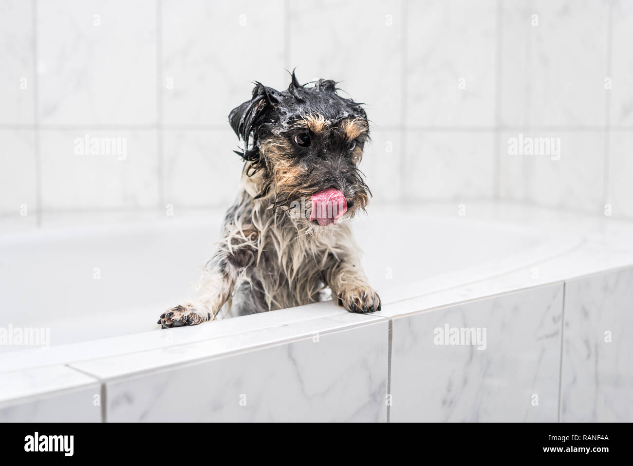 How Often To Bathe A Jack Russell Terrier