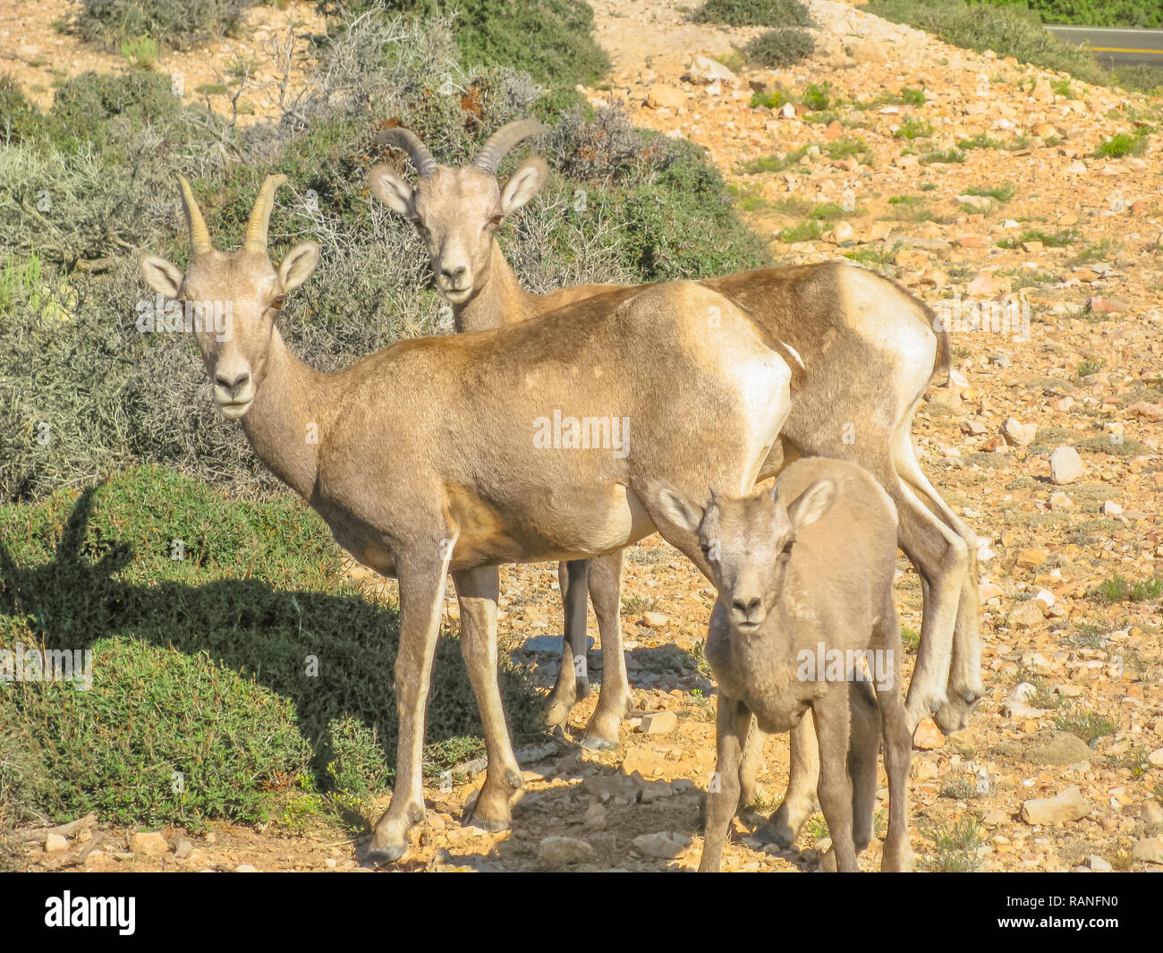 Couple of Bighorn sheep with calf at Pryor Mountains in Bighorn Canyon National Recreation Area, Wyoming. United States. Side view. Stock Photo