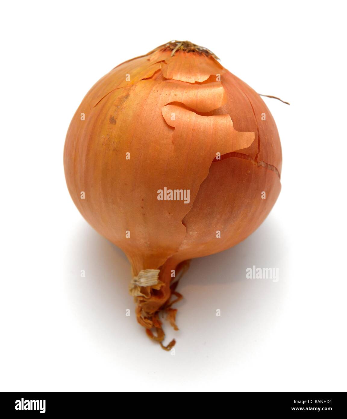 Raw onion cutout on white hi-res stock photography and images - Alamy
