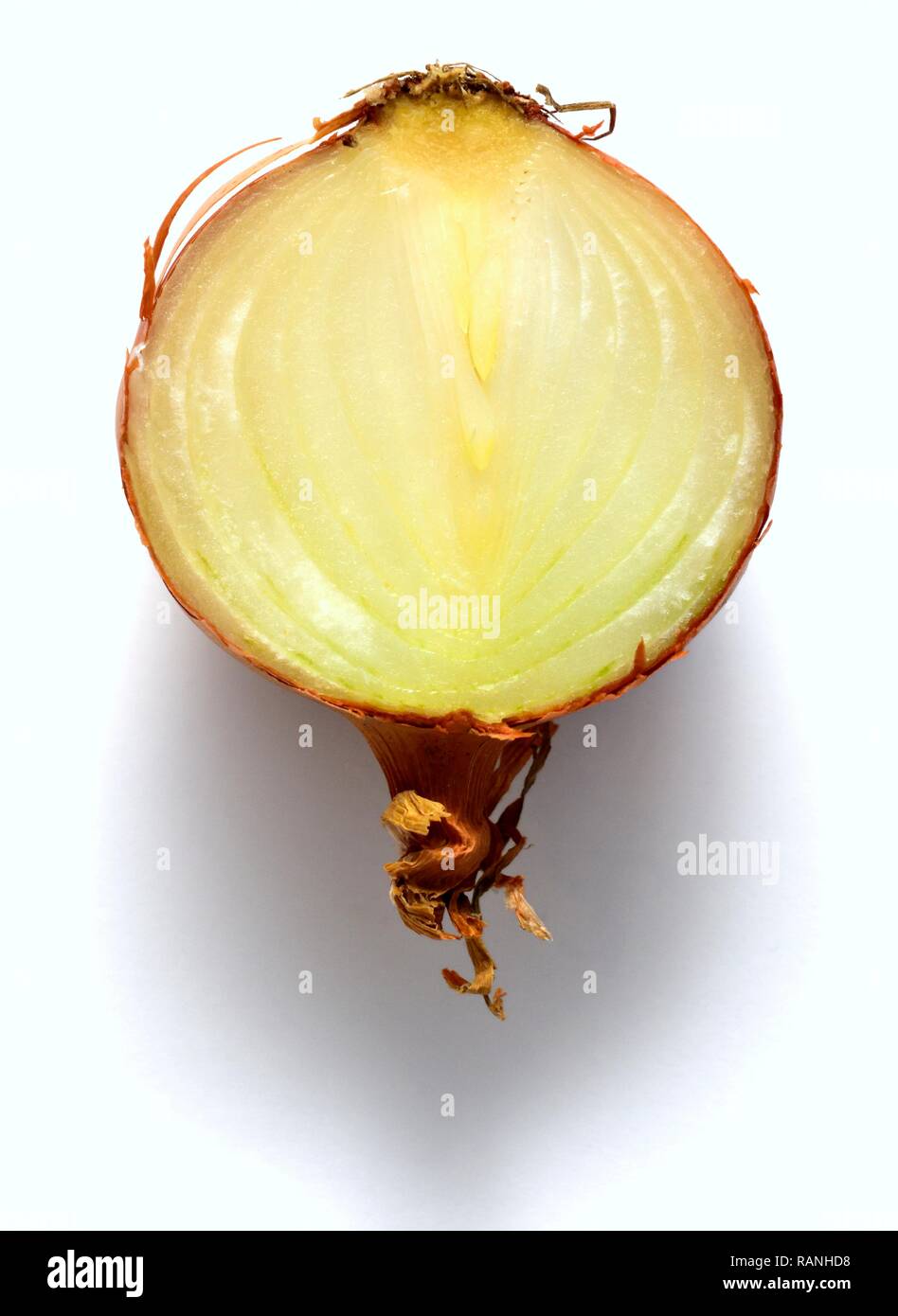 Cooking onion cut in half against a white background Stock Photo