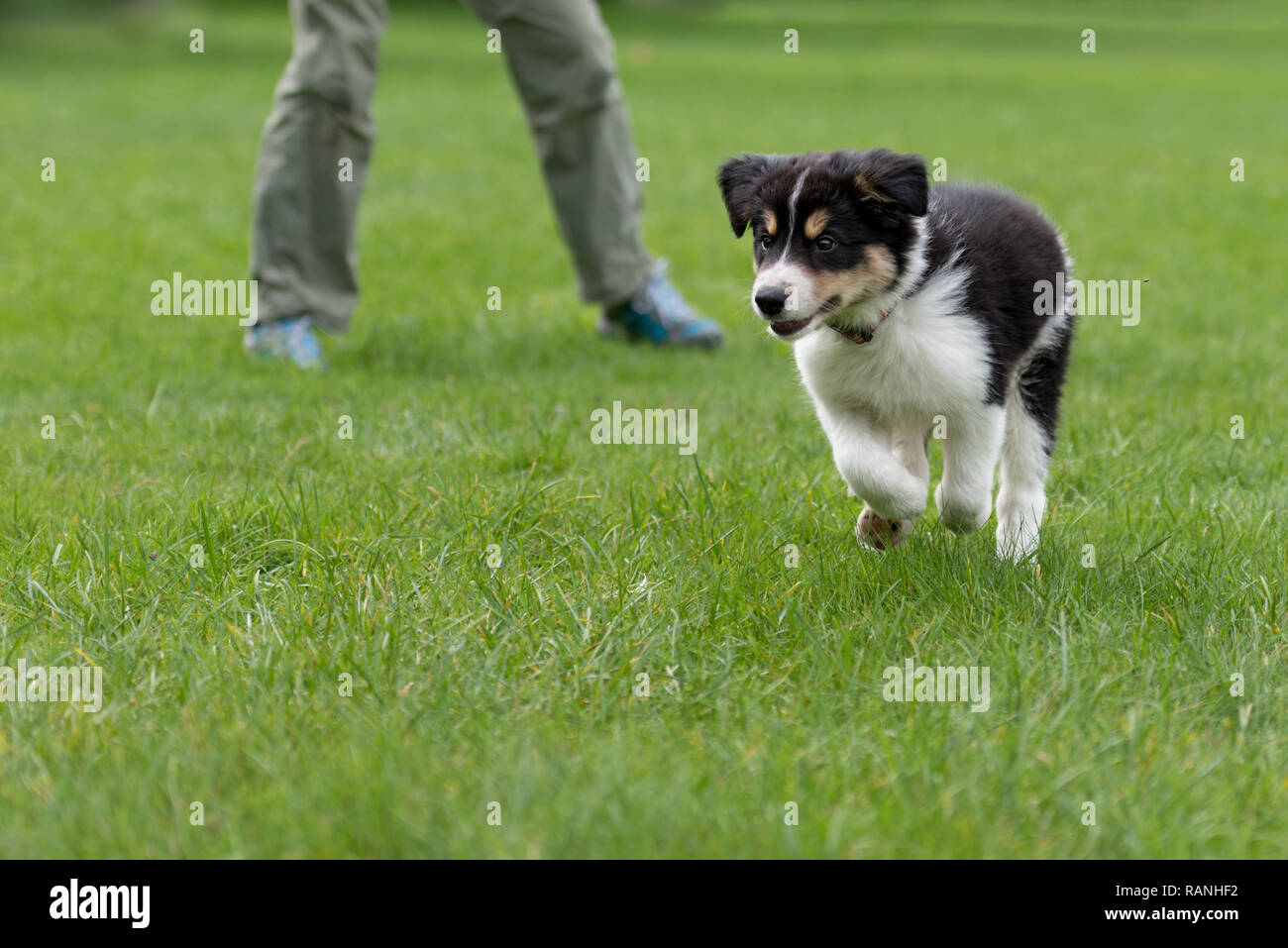 Are Border Collies Sport Dogs