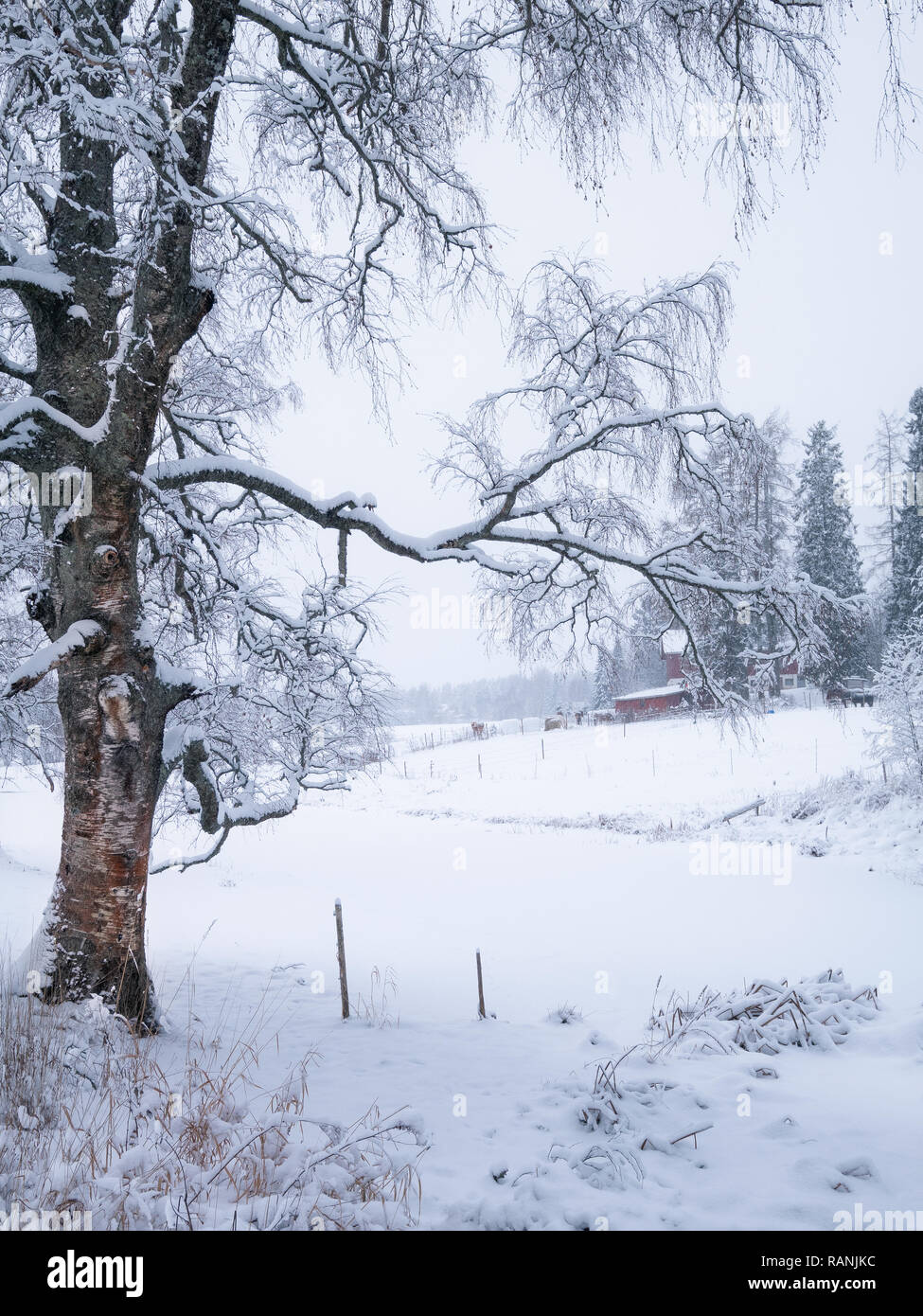 Scenic winter landscape with leafless silver birch and horse farm at cloudy day in Finland Stock Photo