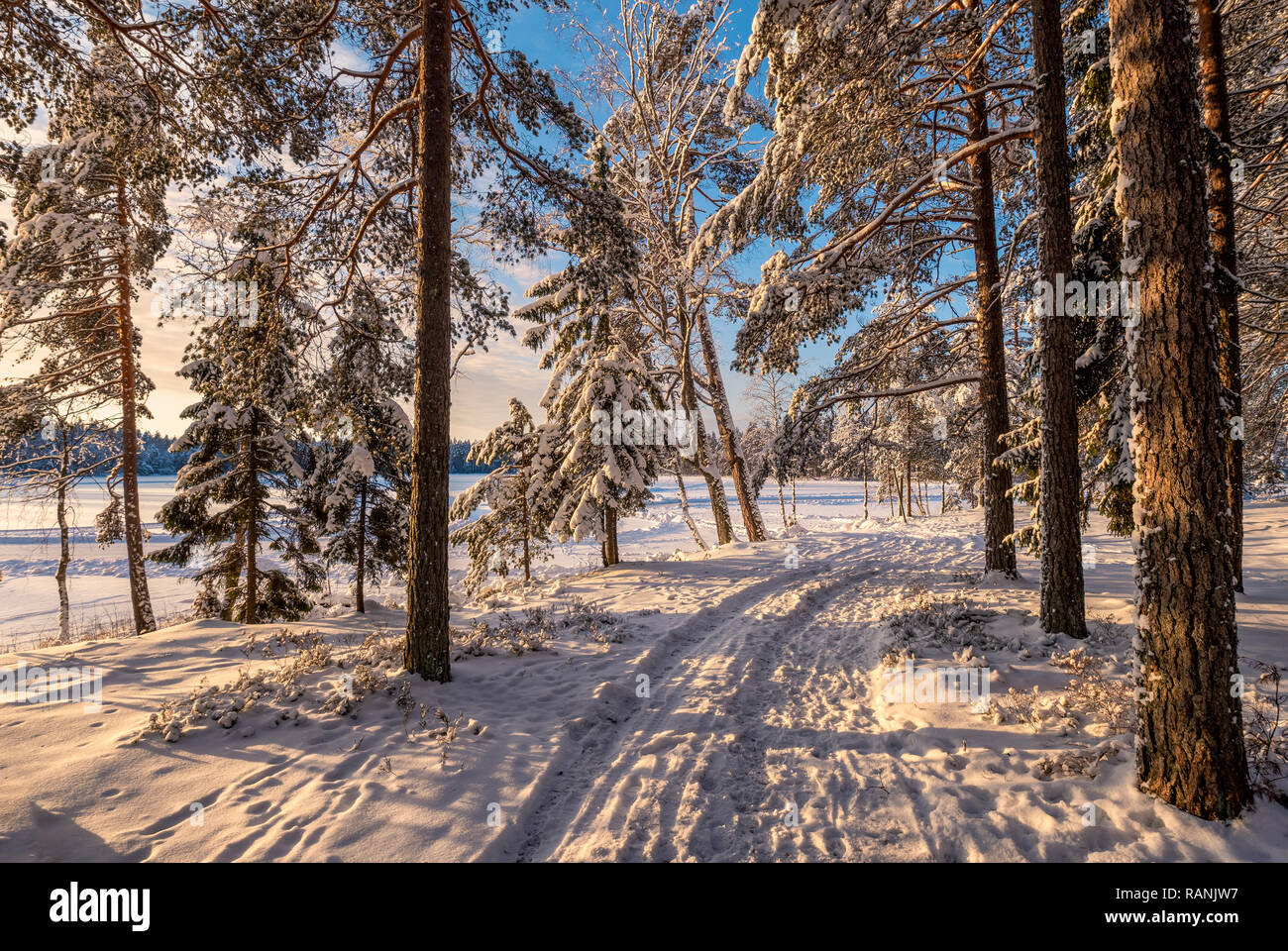 Scenic winter landscape with idyllic forest at bright sunny morning in Finland. Stock Photo