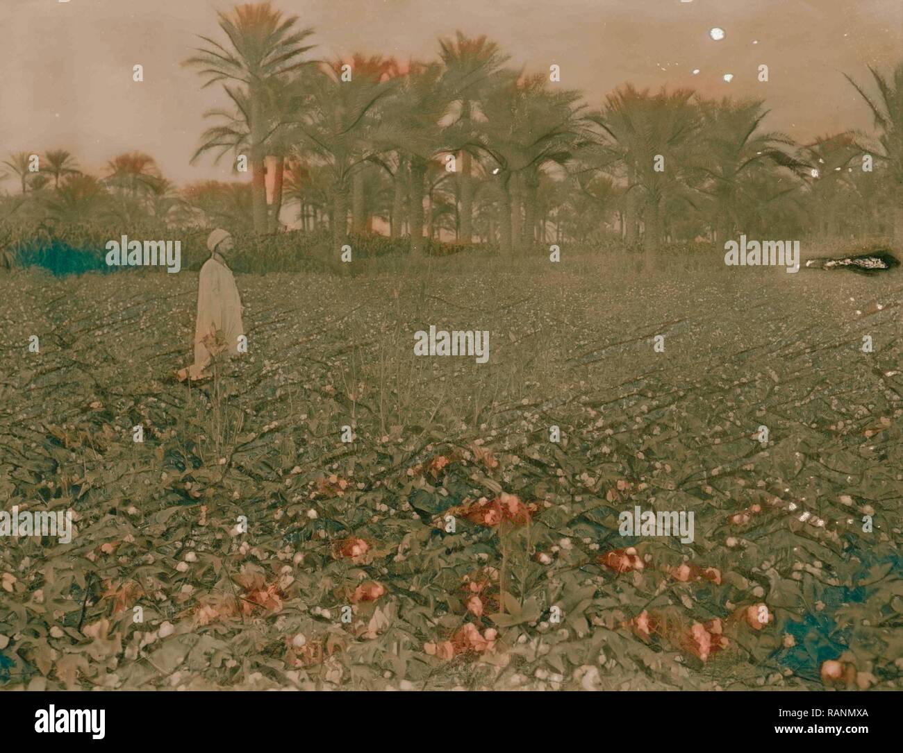 Agriculture in Egypt. Egyptian cotton. (Gossypium Peruvianum). Field of