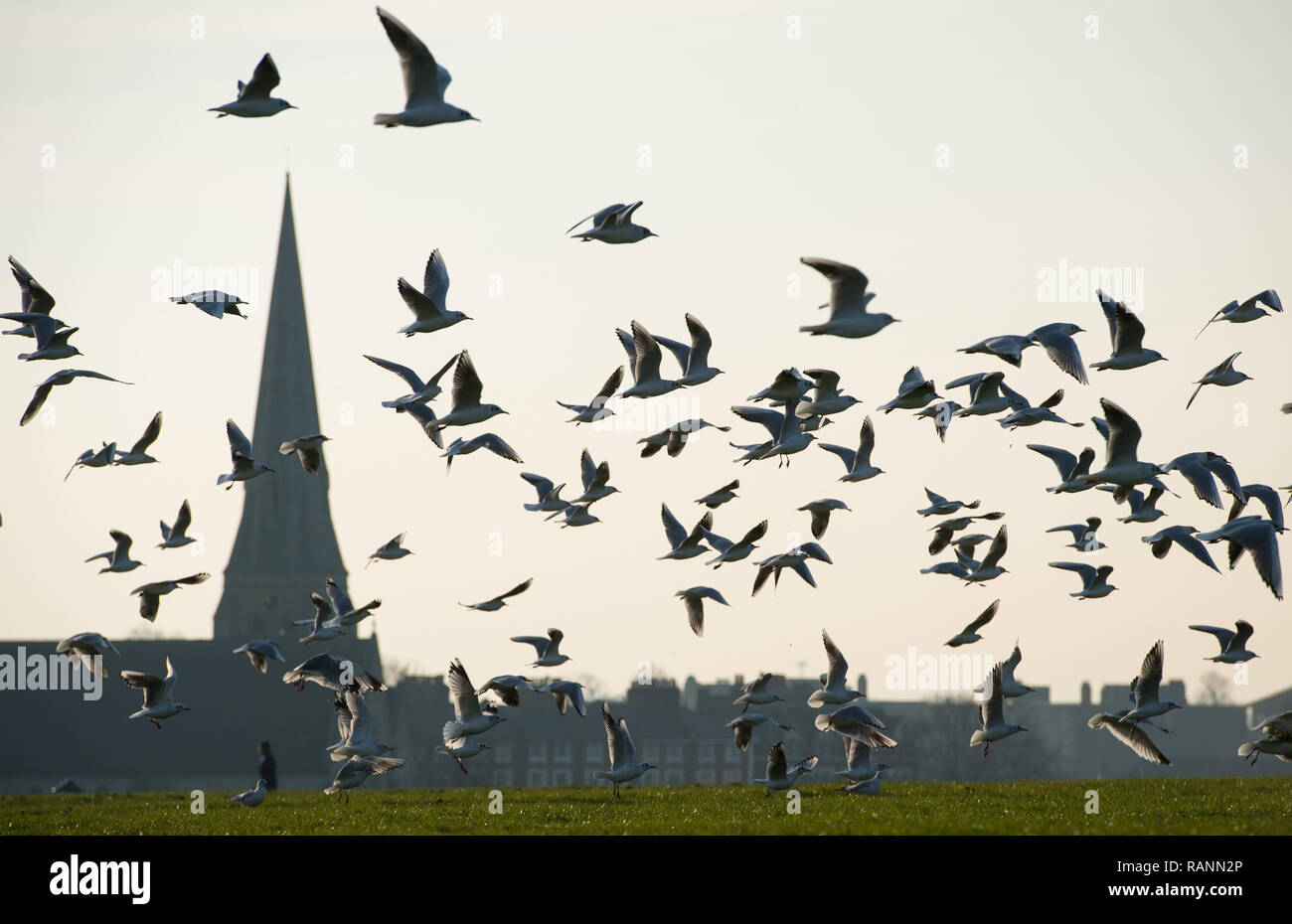 A flock of gulls takes flight on Blackheath, in south east London, on a cold start to the day. Stock Photo