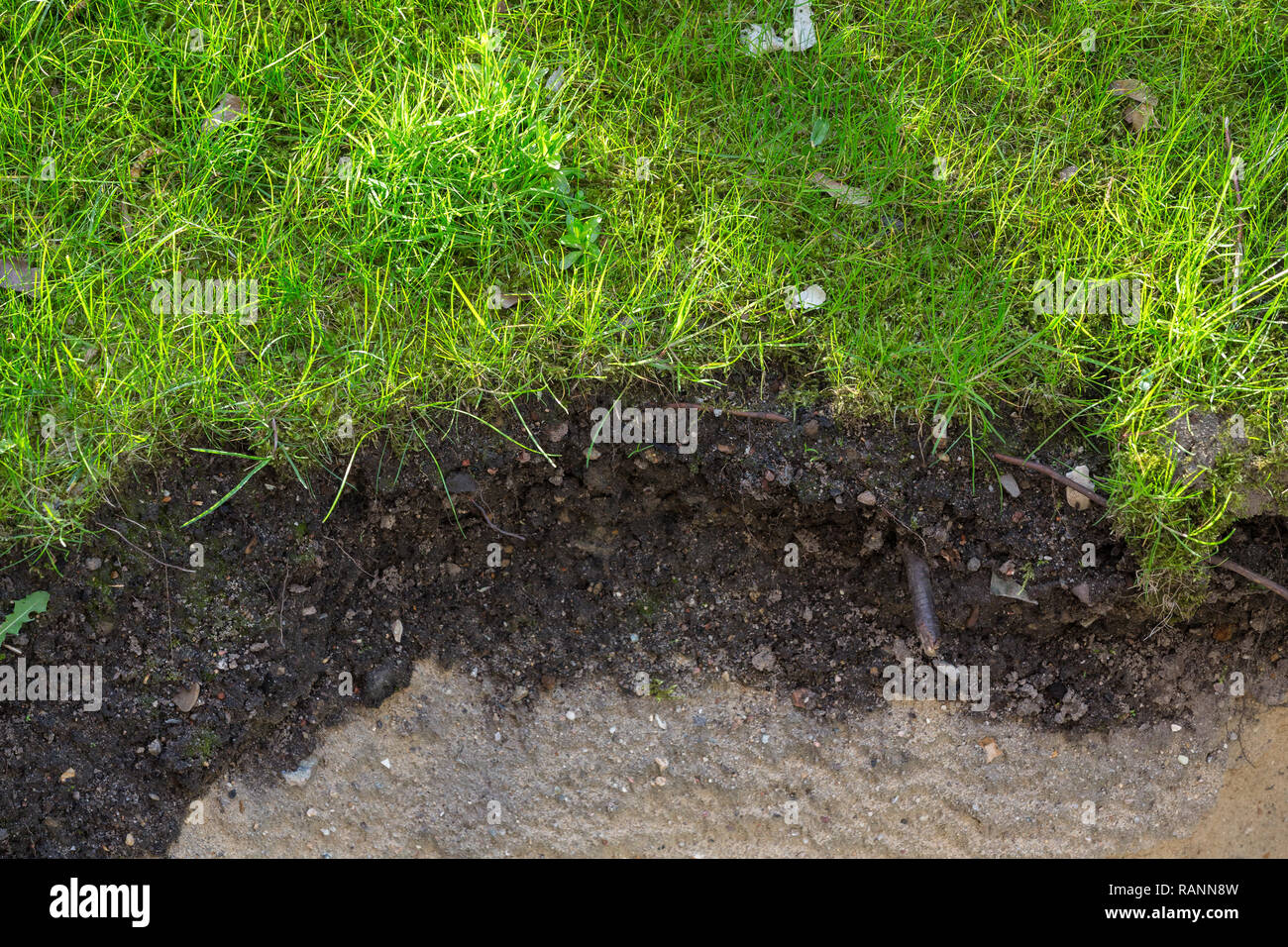 humus layer in the garden with lawn Stock Photo