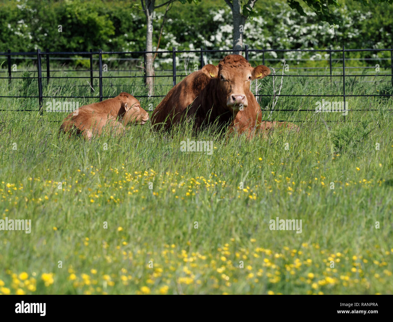 A single cow lays down in a summer pasture with her calf Stock Photo ...