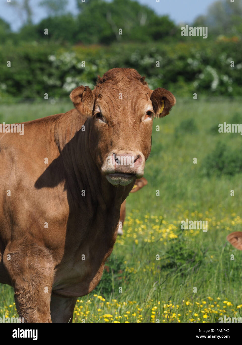 A single cow stands in a summer pasture Stock Photo - Alamy