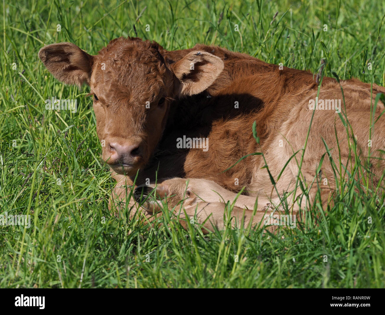 A single calf lays down in a summer pasture Stock Photo - Alamy