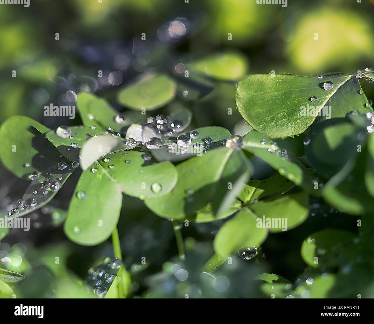 Rain Dew Isolated Macro Photography Leaving The Impression Of Small Diamonds On A Four Leaf Clover Green Plant Stock Image Stock Photo Alamy