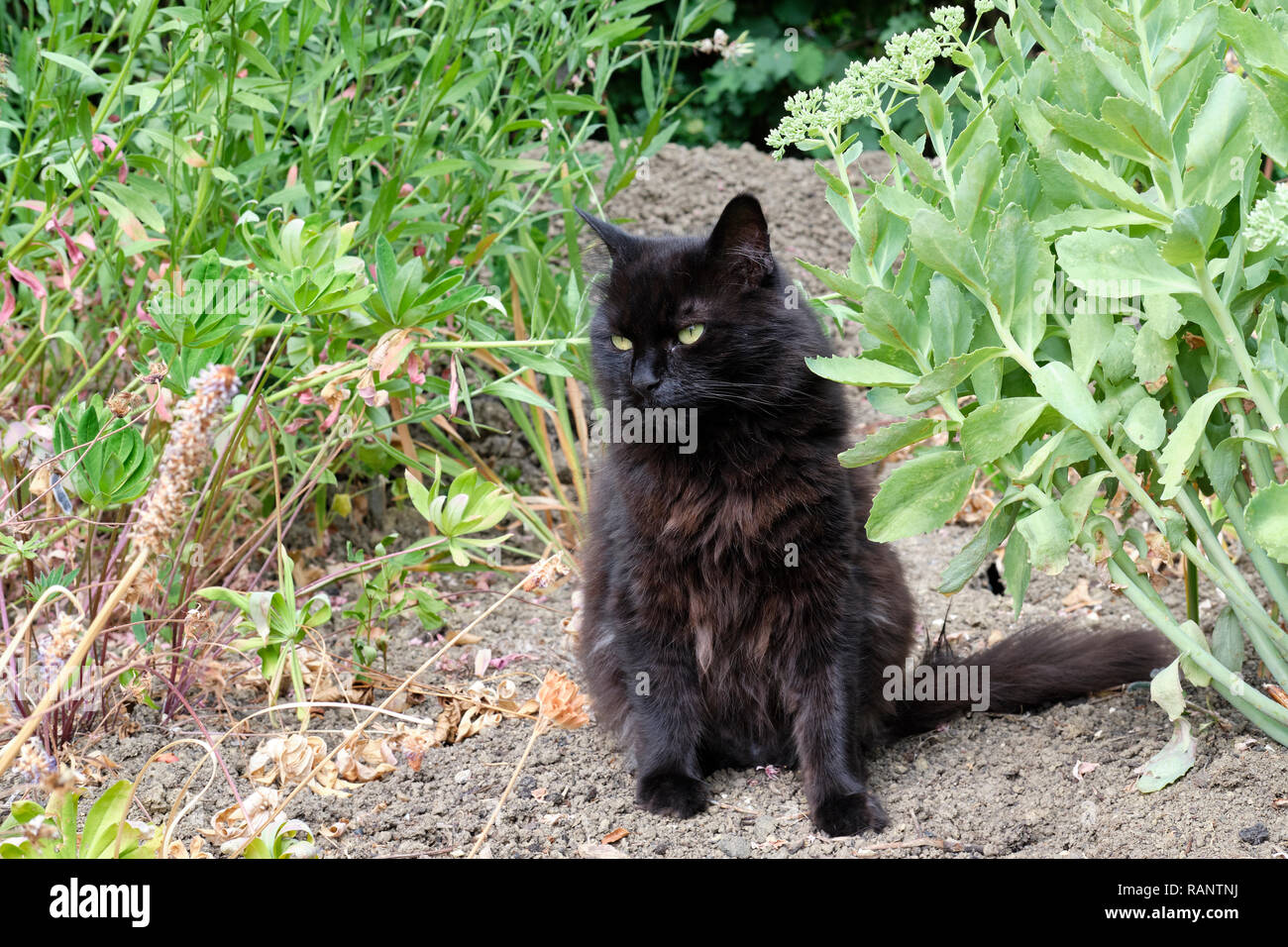 A dark brown cat relaxing in the summer sun in an English Country Garden flower bed, England, UK. Stock Photo