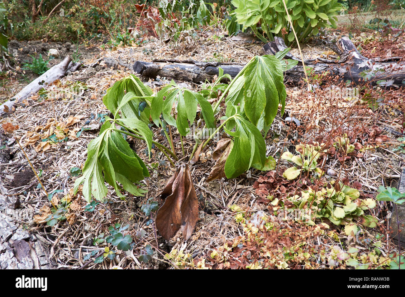 Wilting plants hires stock photography and images Alamy