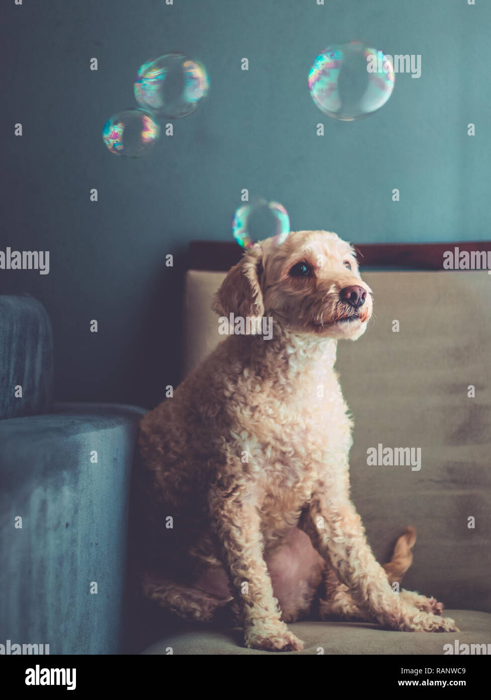 Cute dog around soap bubbles sitting on chair Stock Photo Alamy