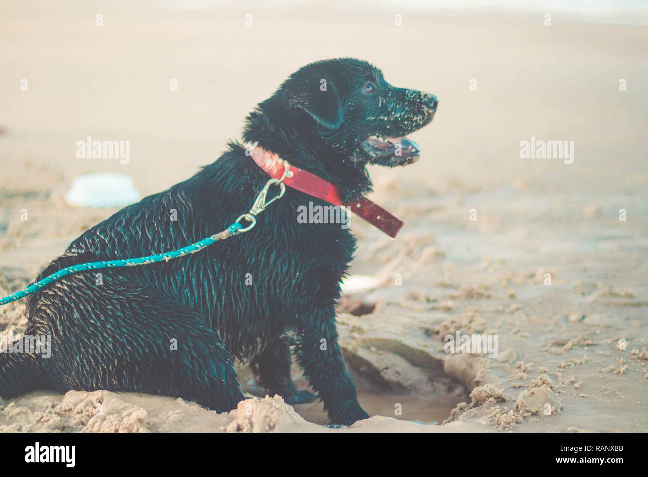 Beautiful dog sitting on the sand at the beach. Black Labrador Retriever with a collar Stock Photo