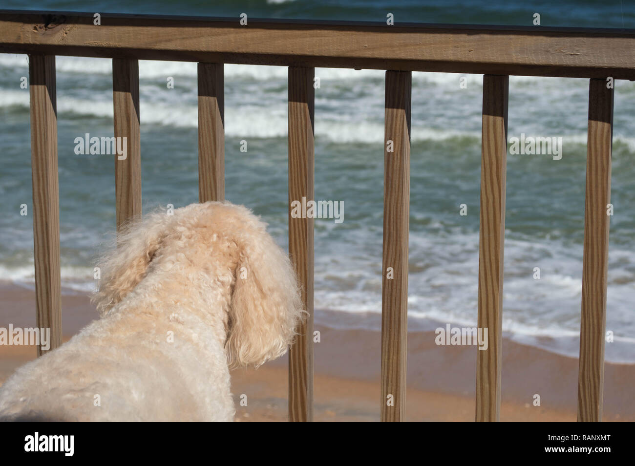 Family Cockapoo Canine Dog Pet Domestic Animal Mammal Looks Through ...