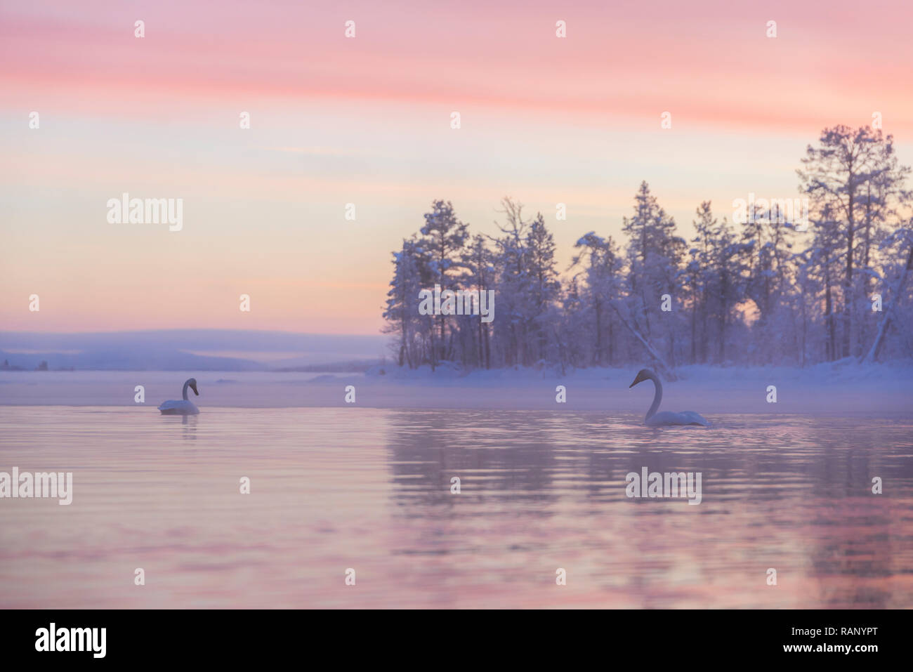 Swans in winter, Muonio, Lapland, Finland Stock Photo