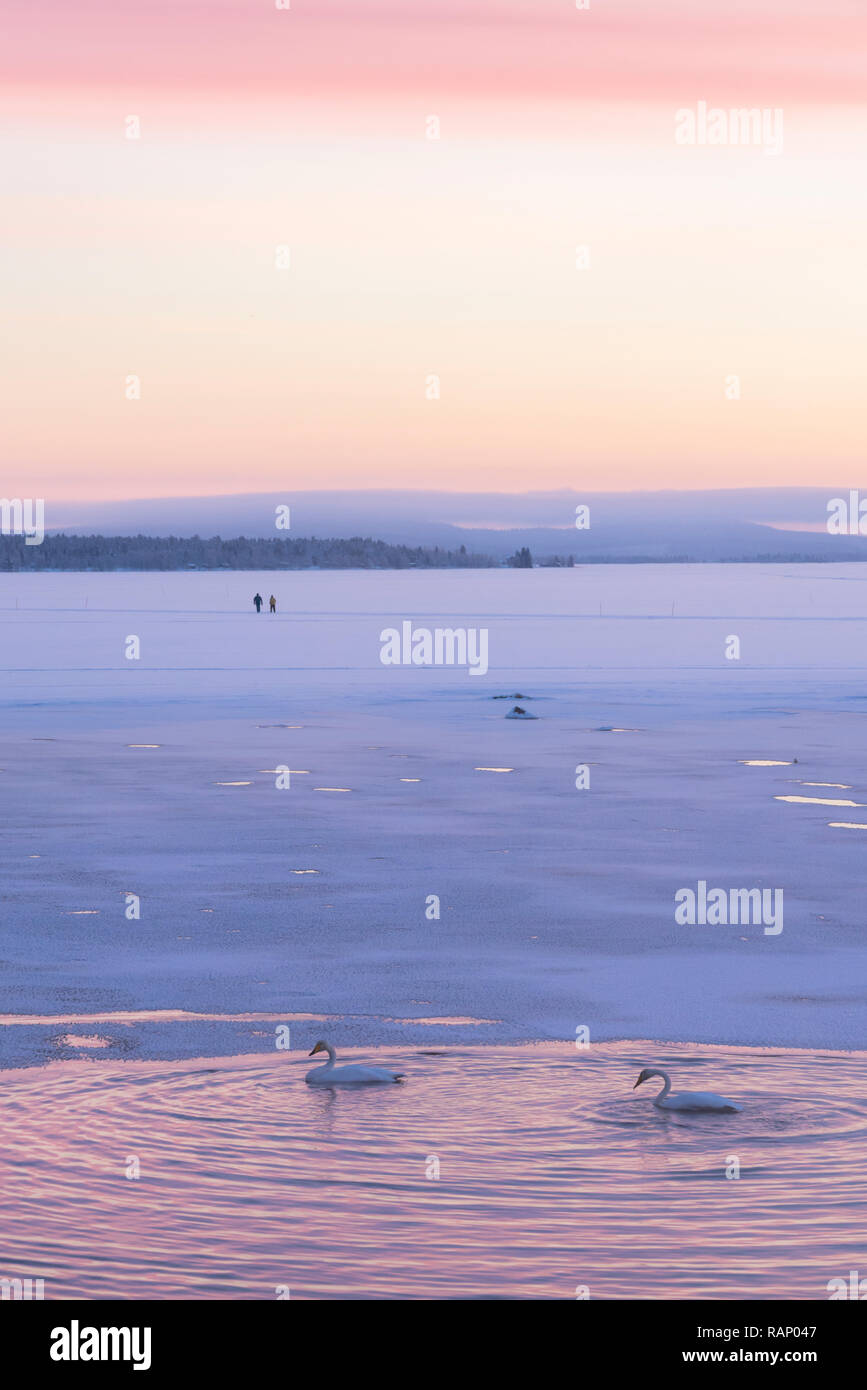 Swans in winter, Muonio, Lapland, Finland Stock Photo