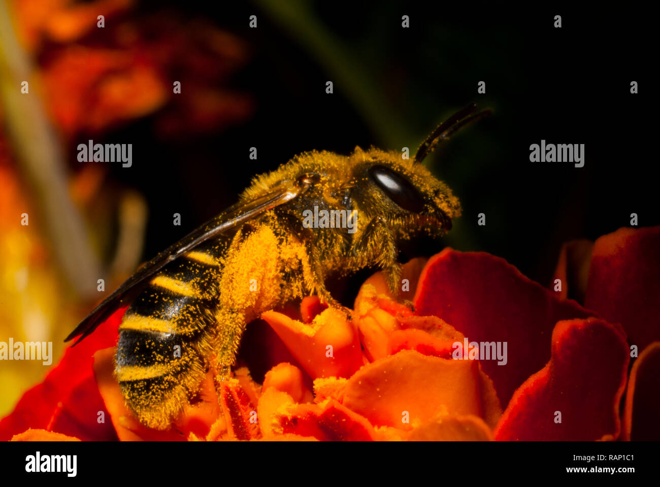 Floral macro bee hi-res stock photography and images - Alamy
