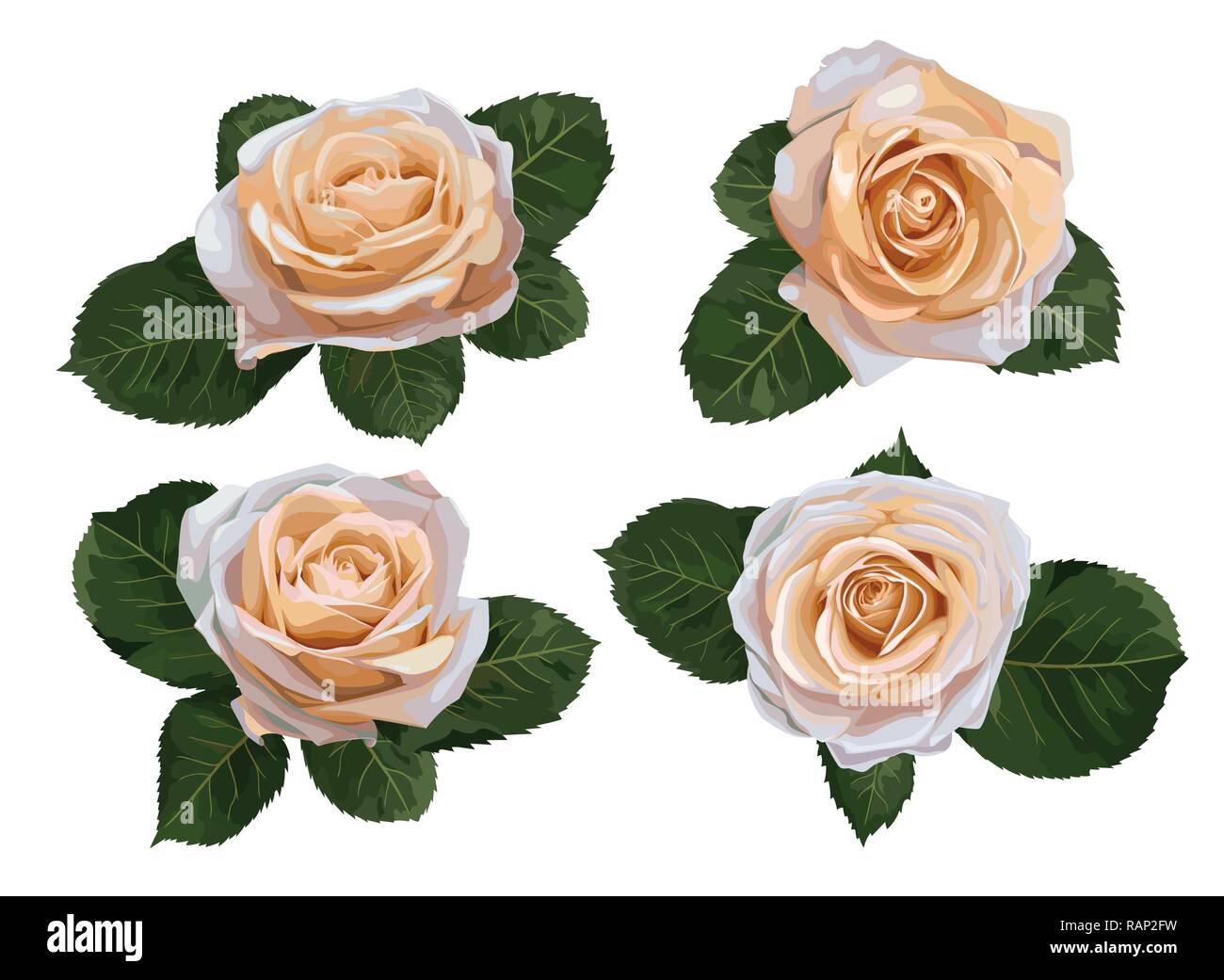 Set of vector watercolor tea roses isolated on white background. For ...